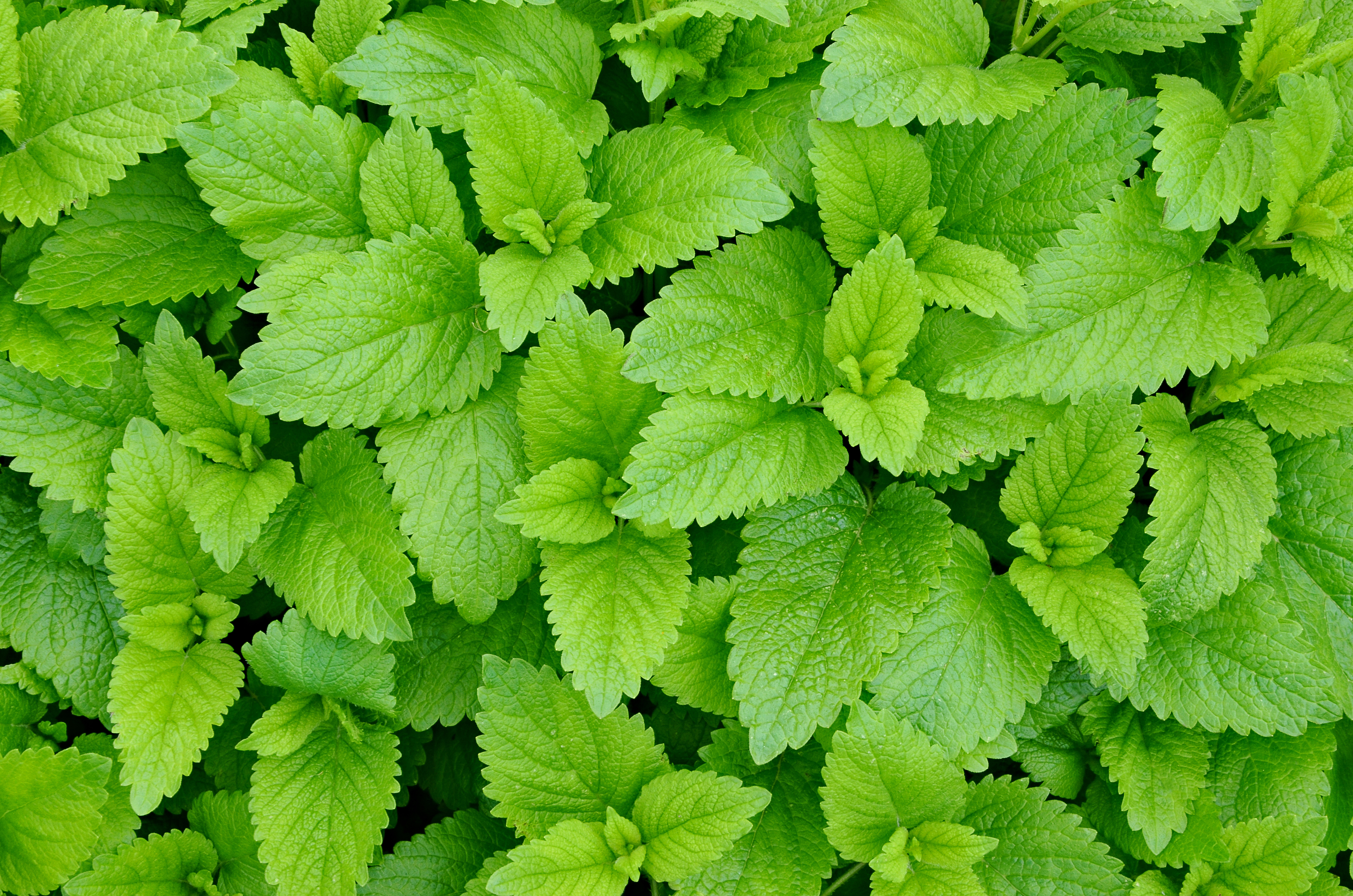Mélisse Feuilles FR 2013b