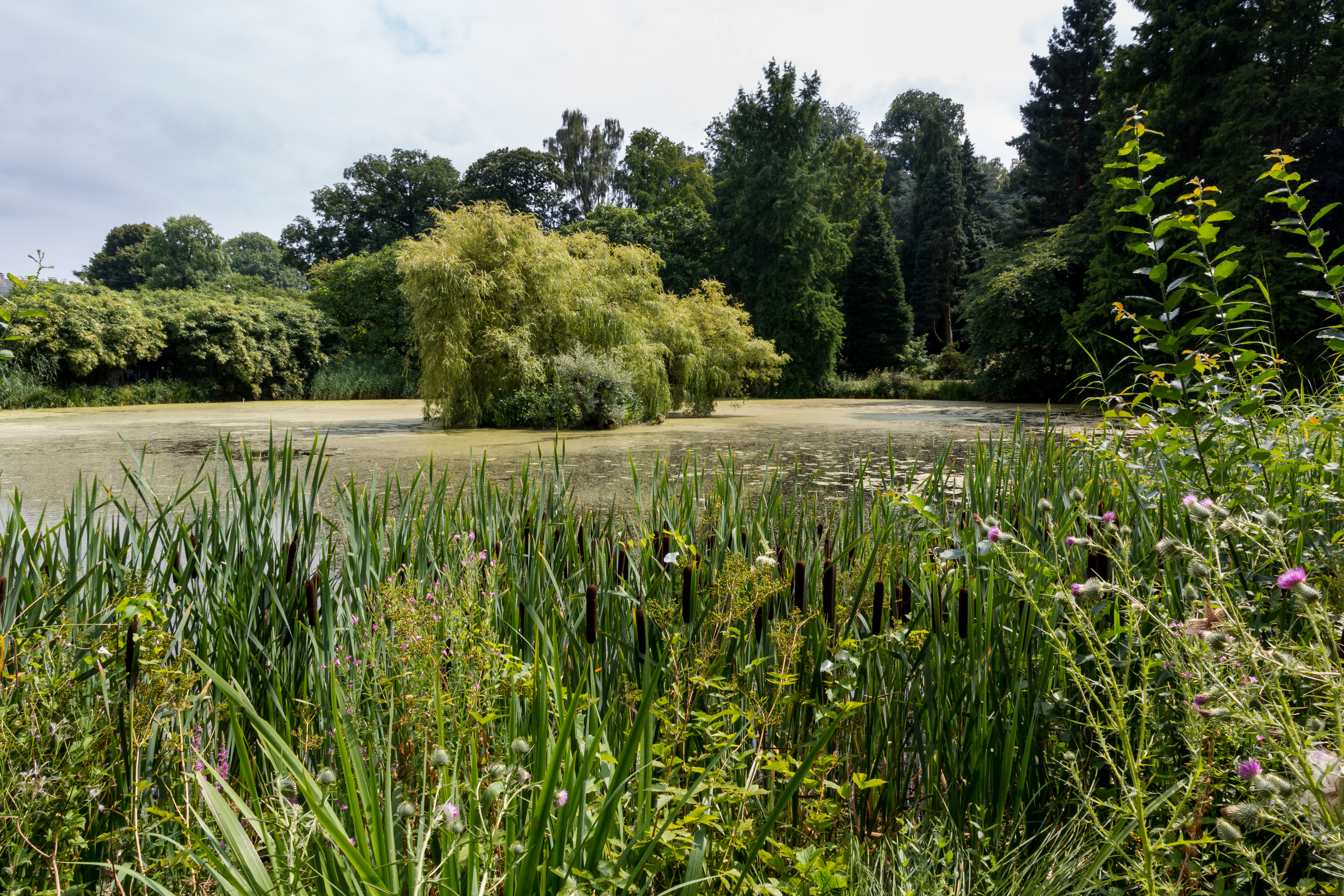 Münster, Botanischer Garten -- 2016 -- 3869