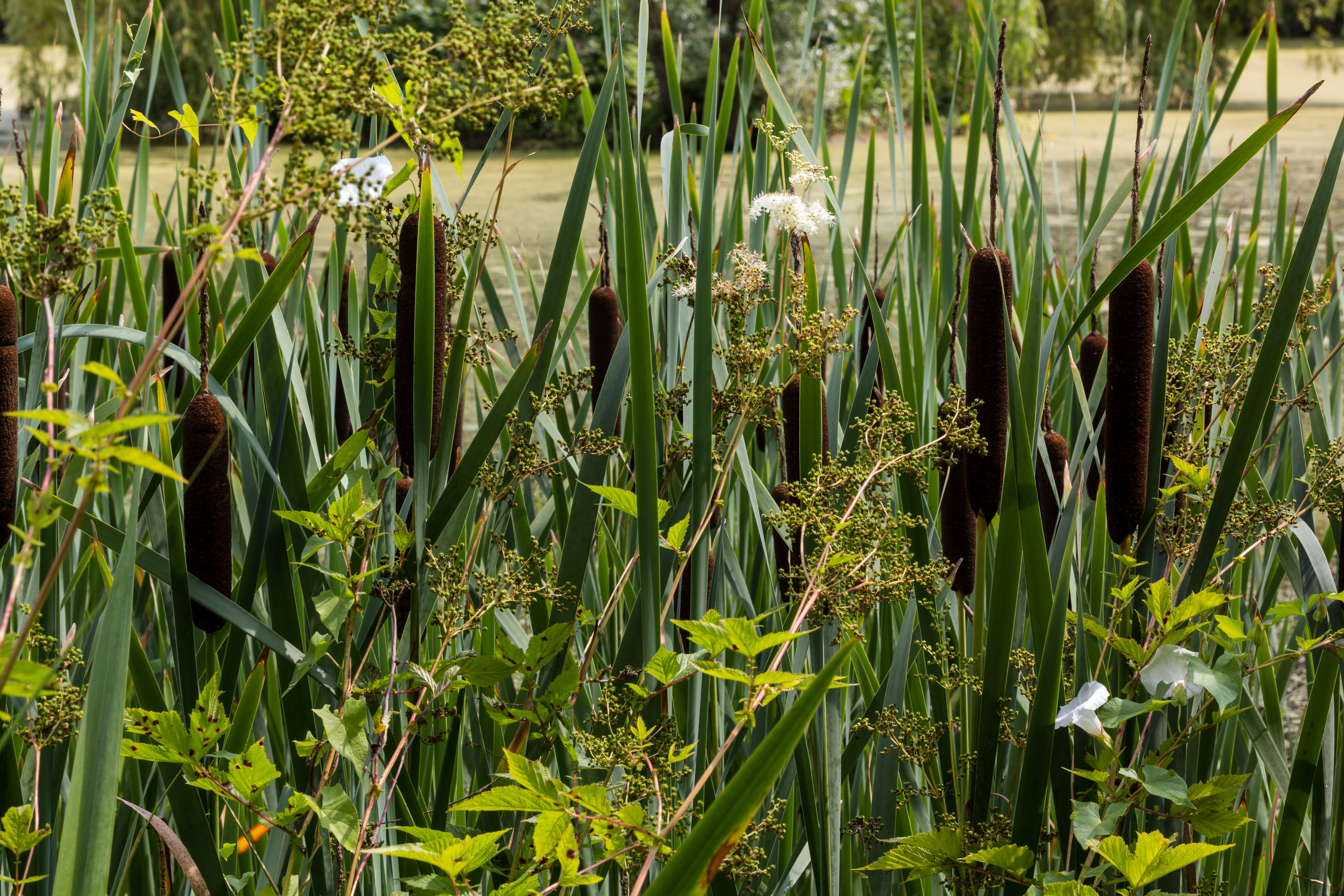 Münster, Botanischer Garten -- 2016 -- 3870
