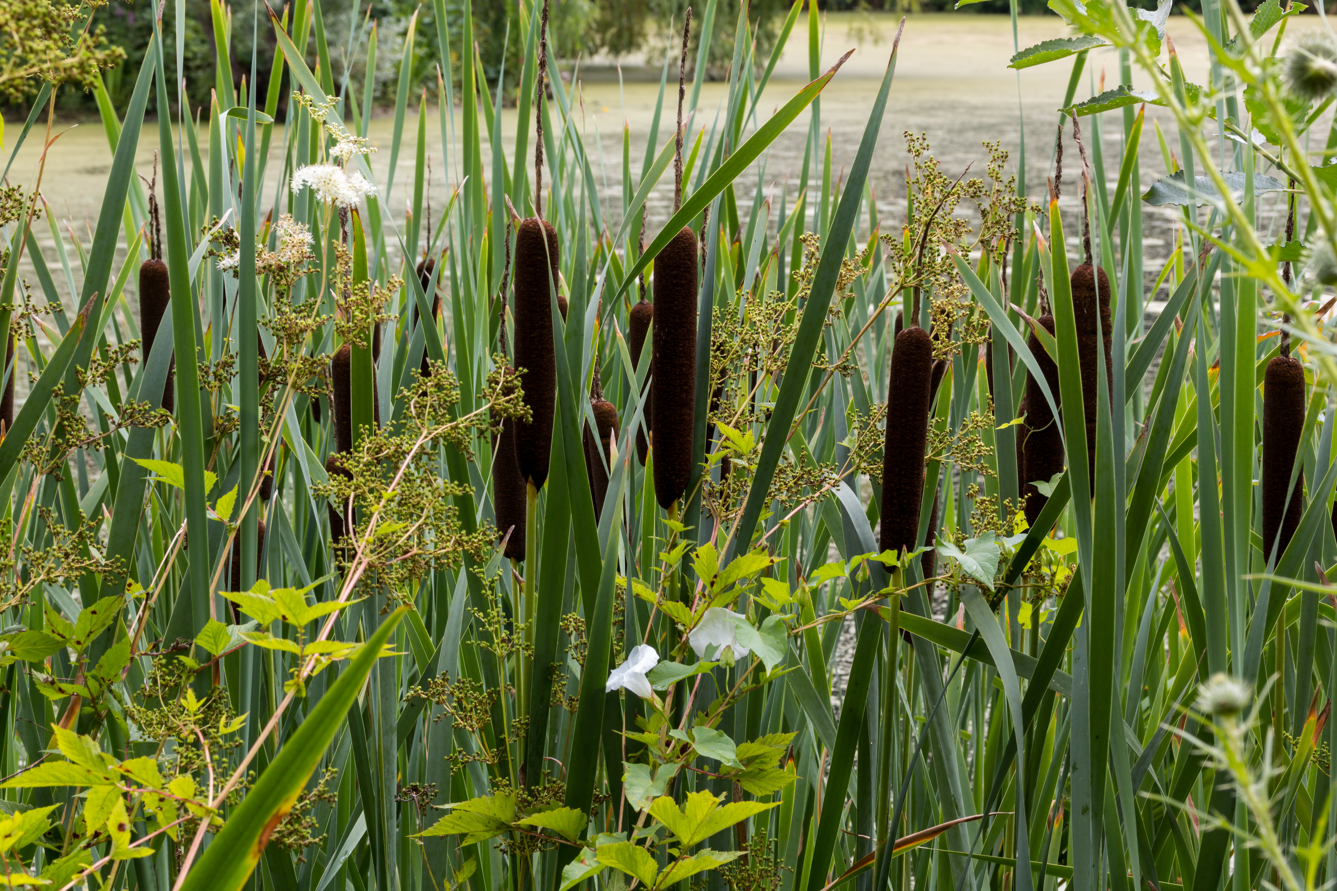 Münster, Botanischer Garten -- 2016 -- 3871