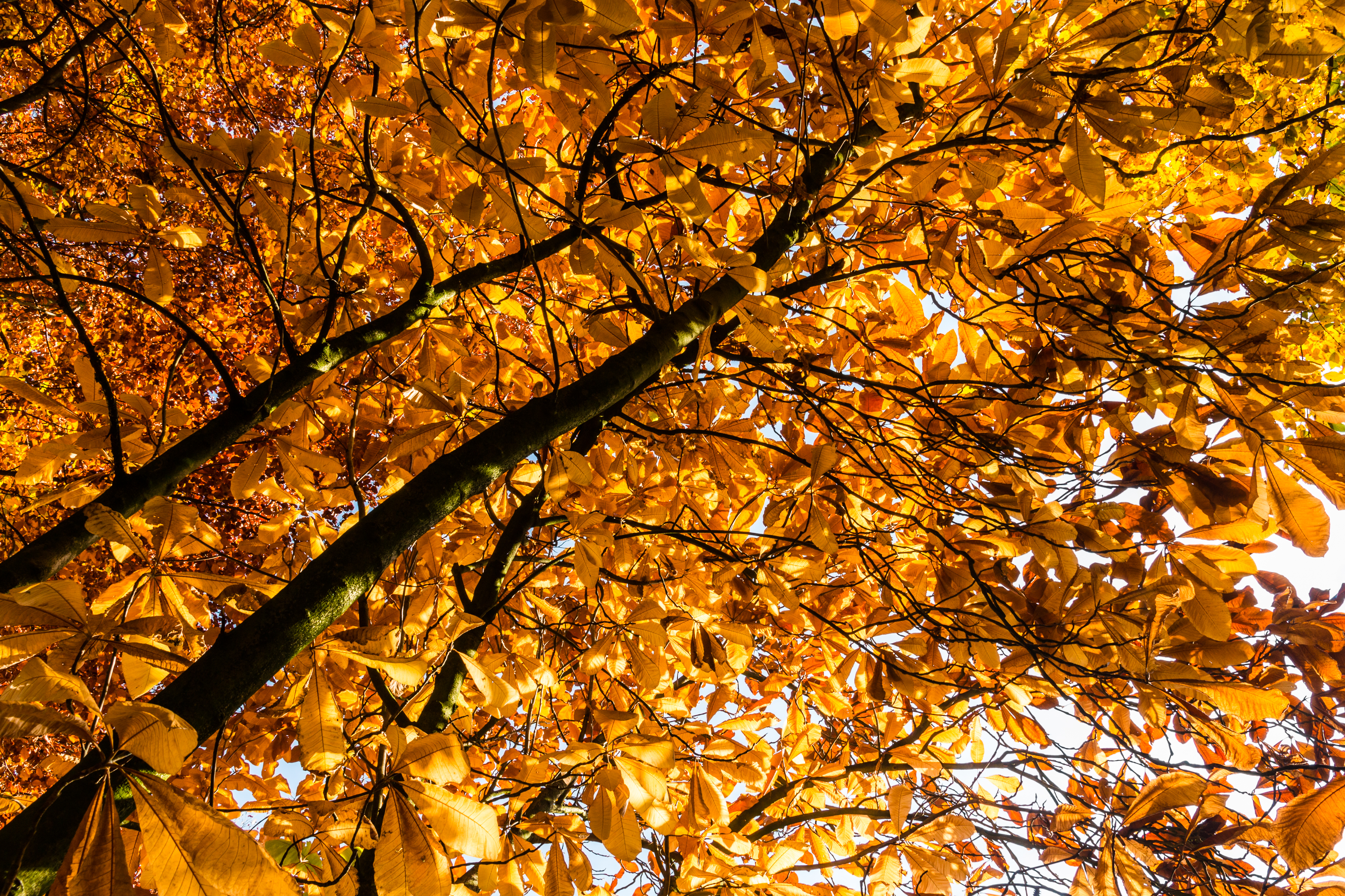 Münster, Park Sentmaring -- 2015 -- 9923