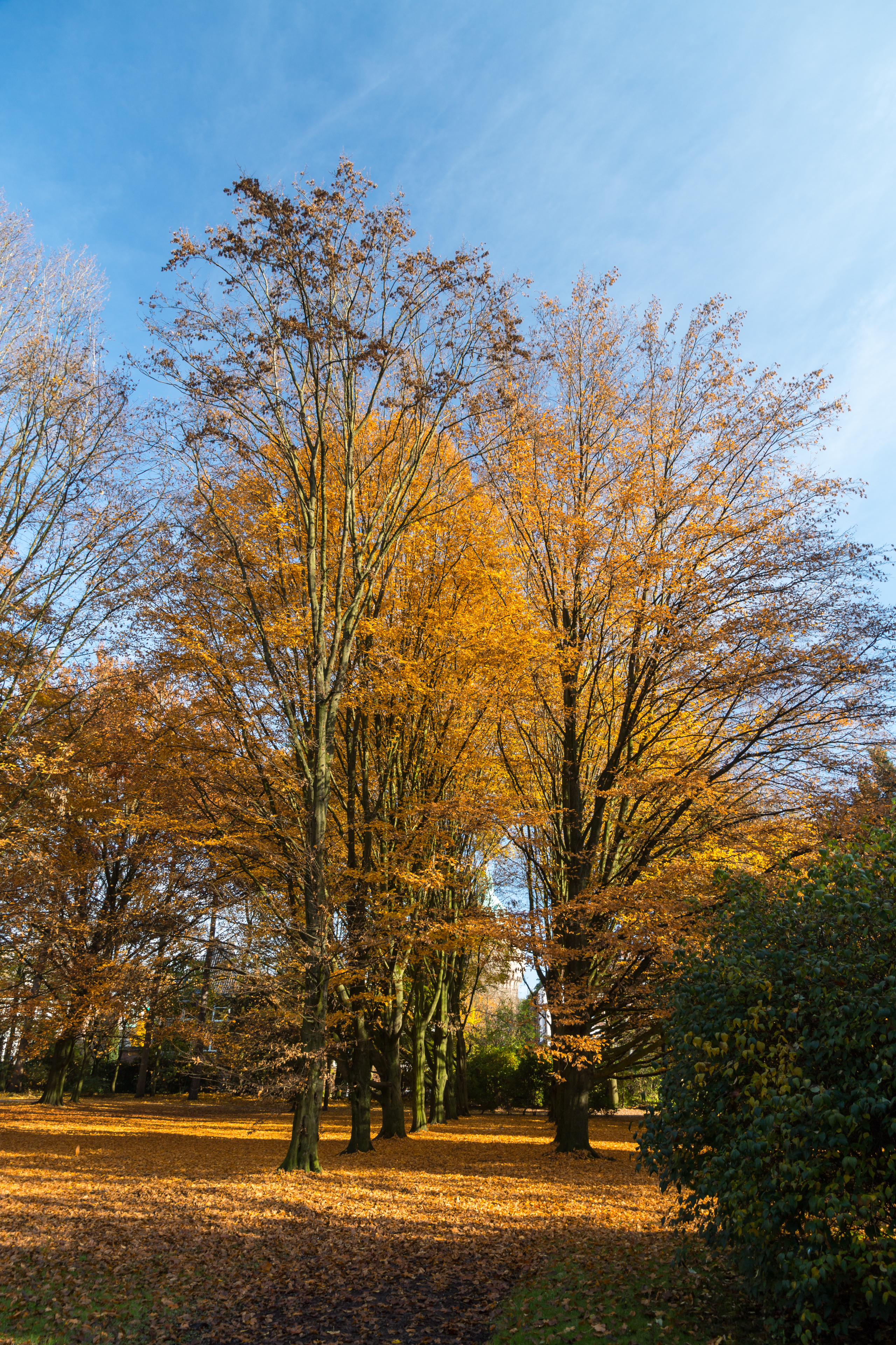 Münster, Park Sentmaring -- 2015 -- 9927