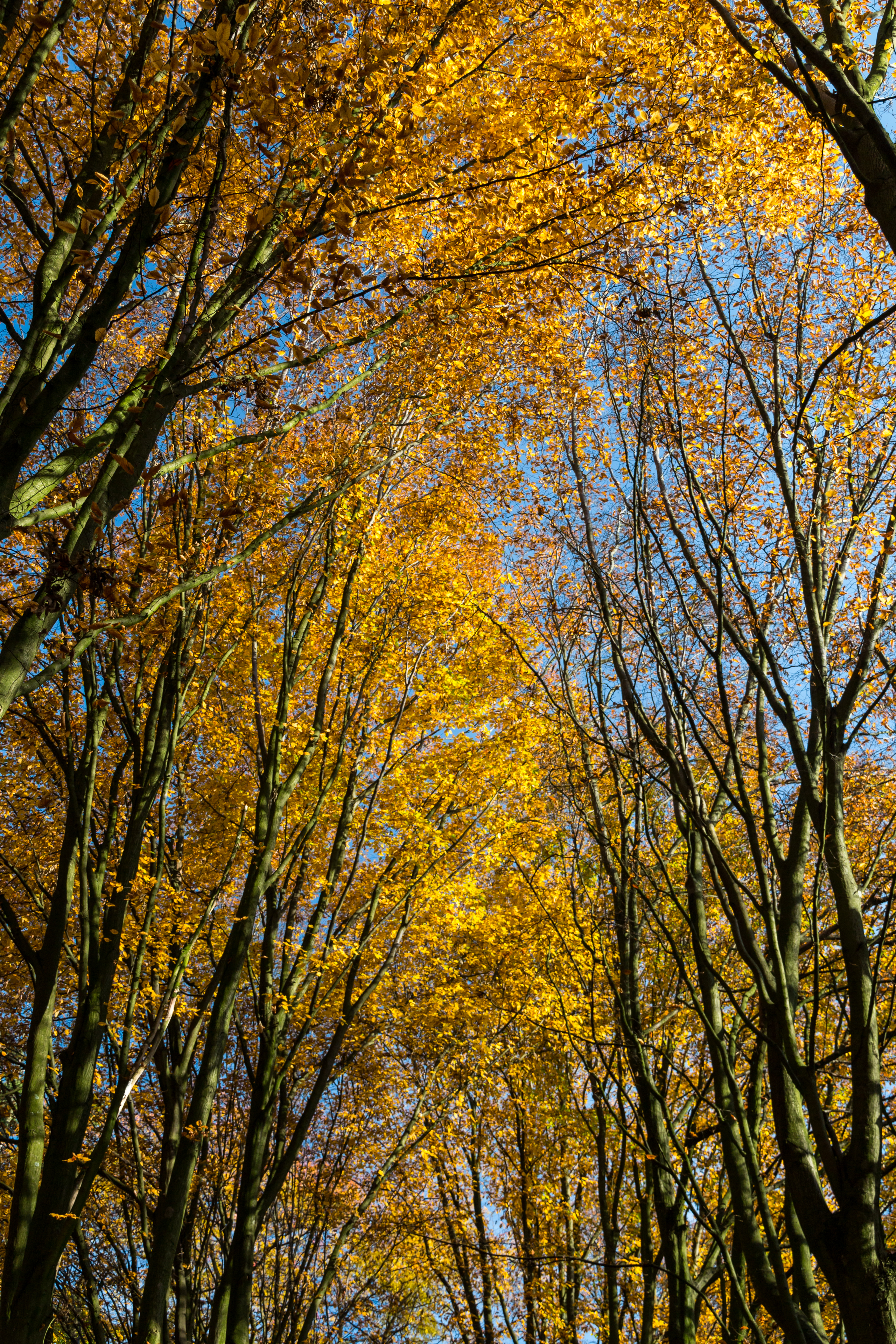Münster, Park Sentmaring -- 2015 -- 9928