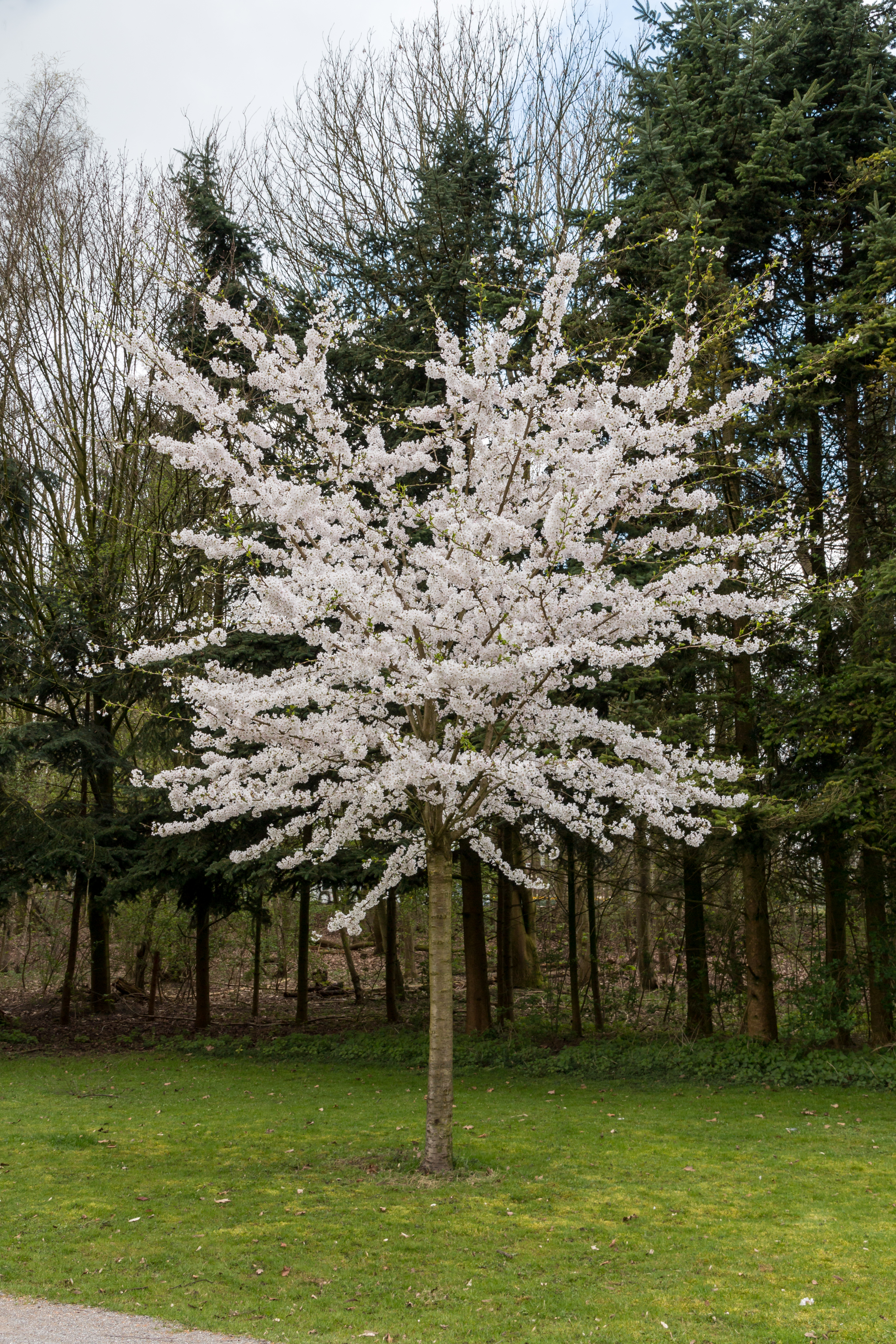Münster, Park Sentmaring -- 2016 -- 1767