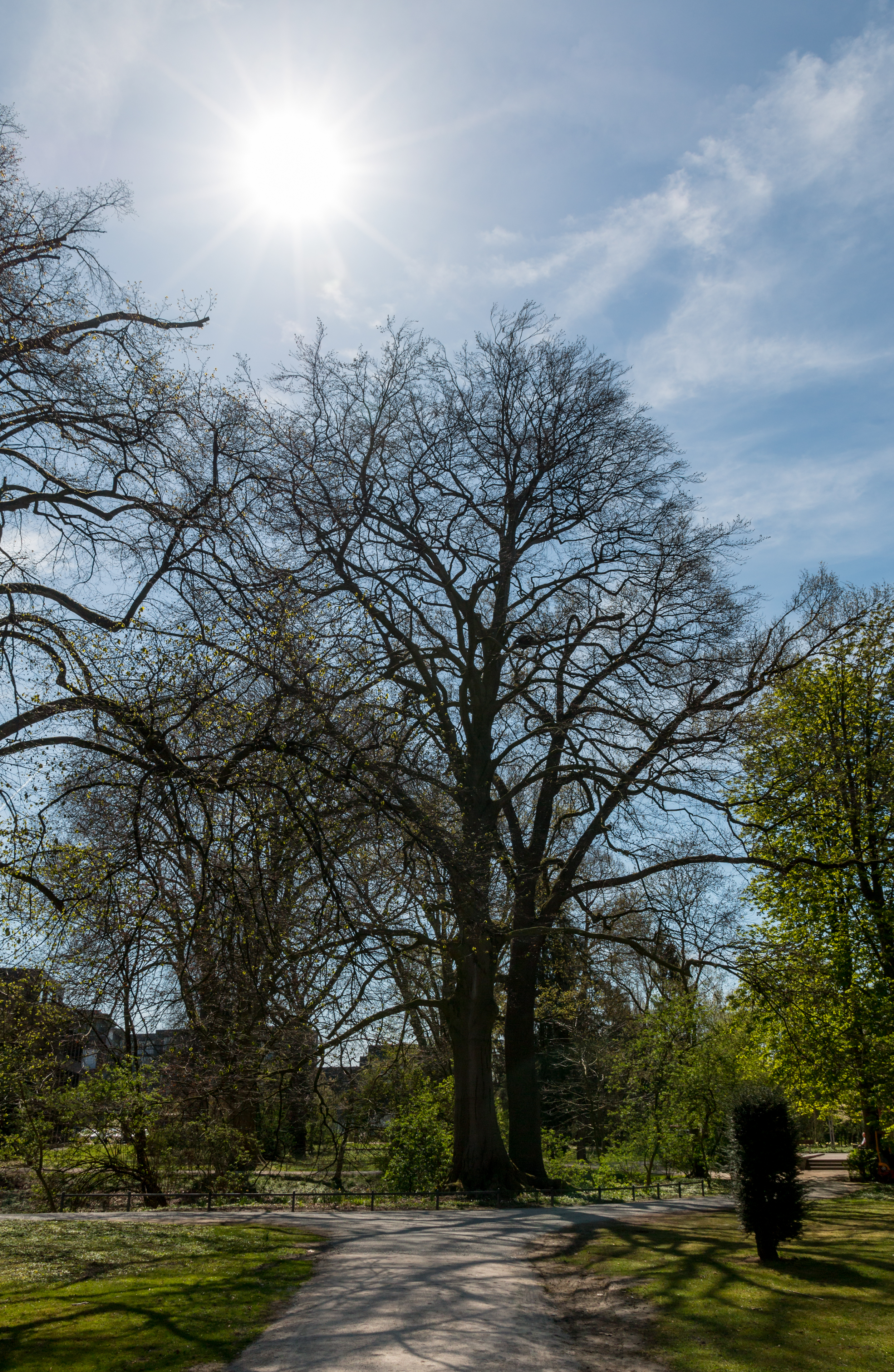 Münster, Park Sentmaring, Naturdenkmal -- 2015 -- 5649