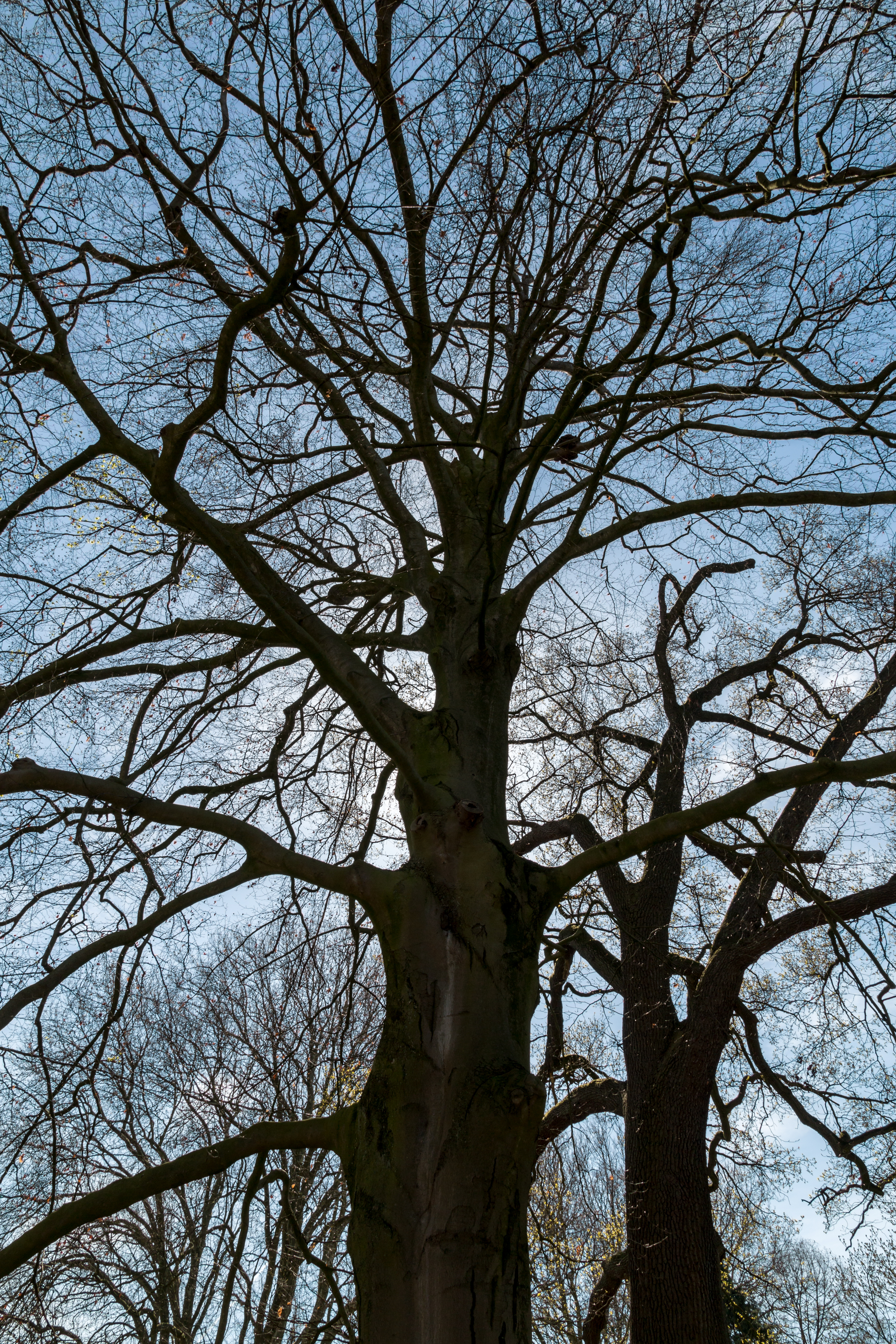 Münster, Park Sentmaring, Naturdenkmal -- 2015 -- 5651