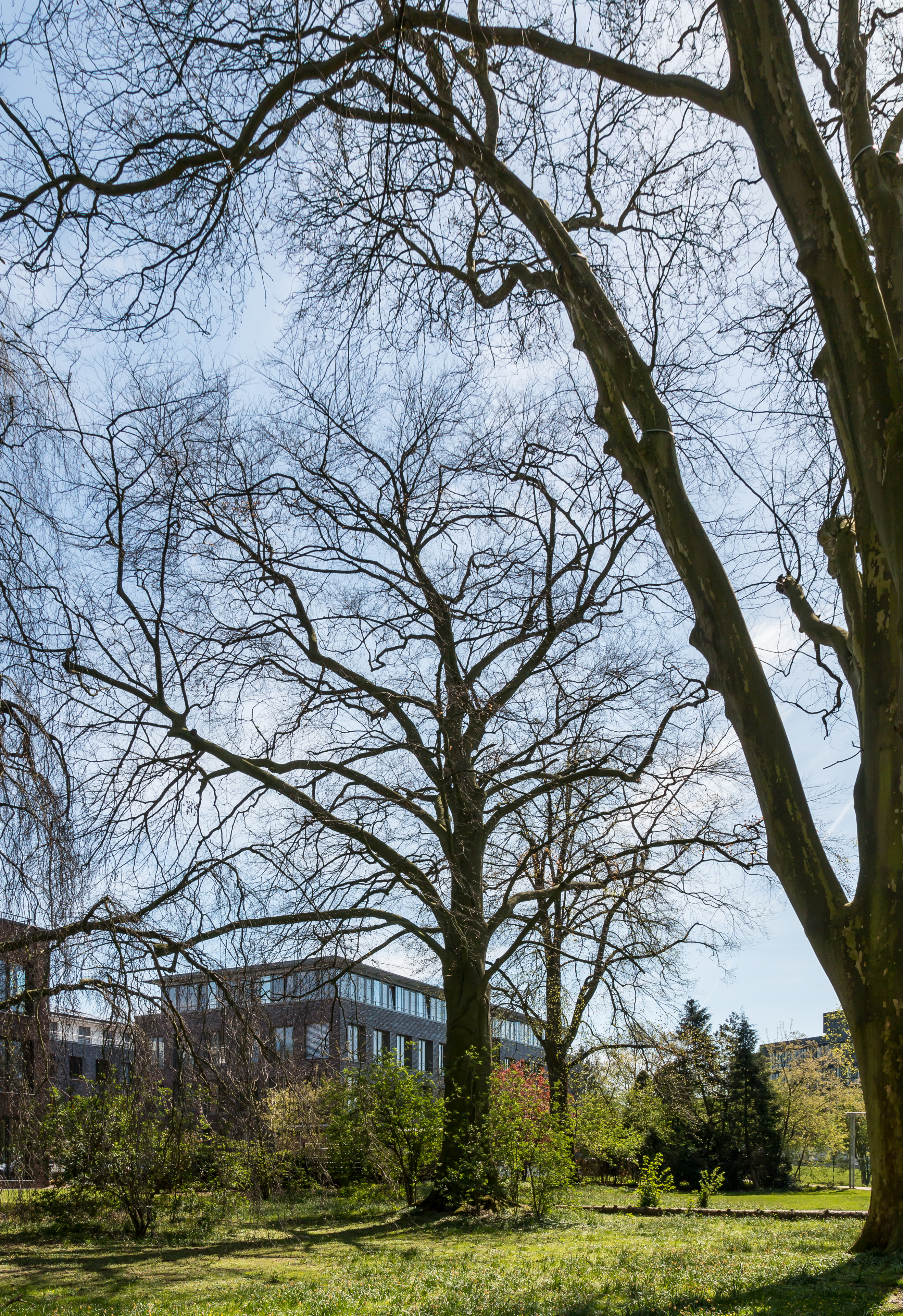 Münster, Park Sentmaring, Naturdenkmal -- 2015 -- 5653