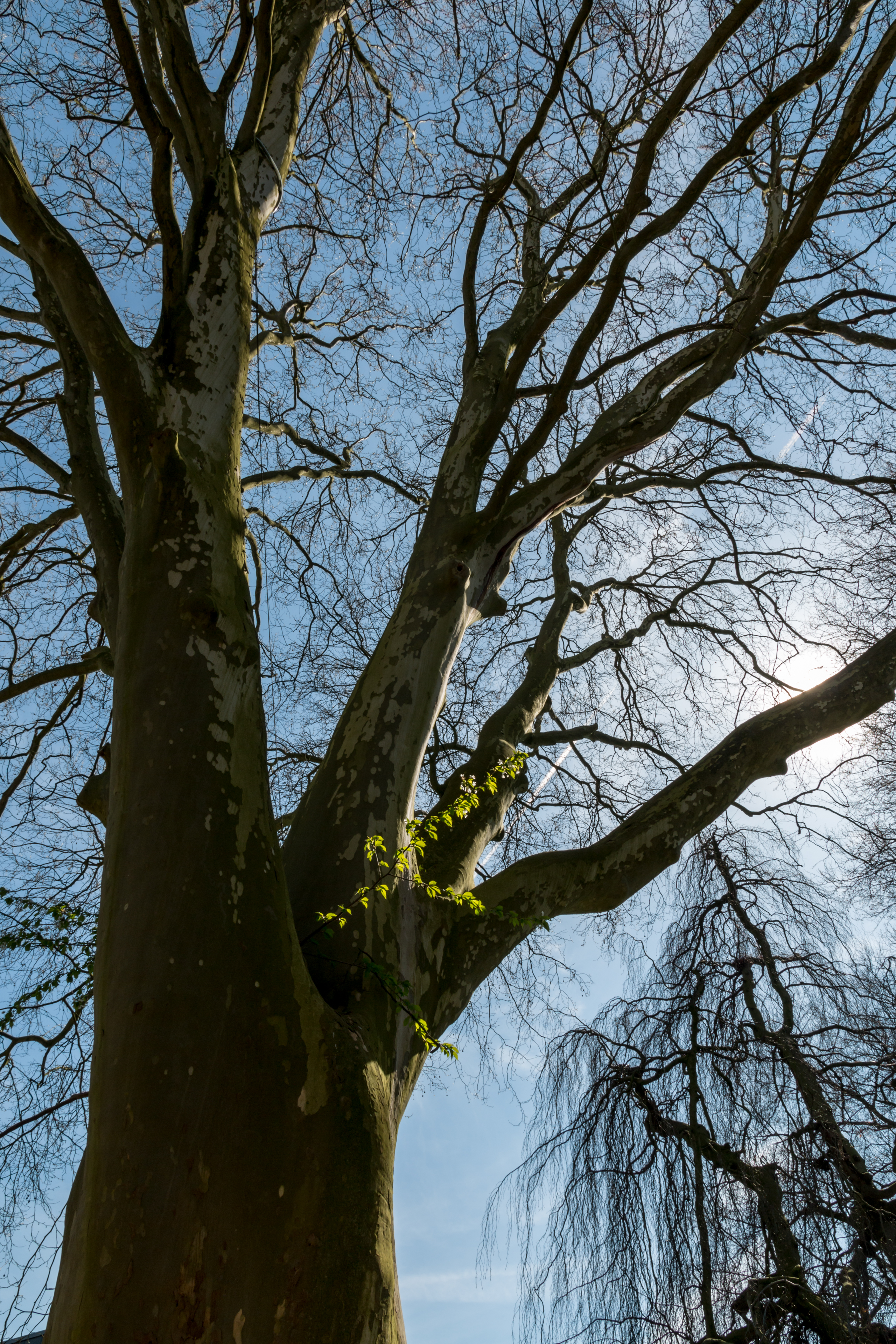 Münster, Park Sentmaring, Naturdenkmal -- 2015 -- 5656
