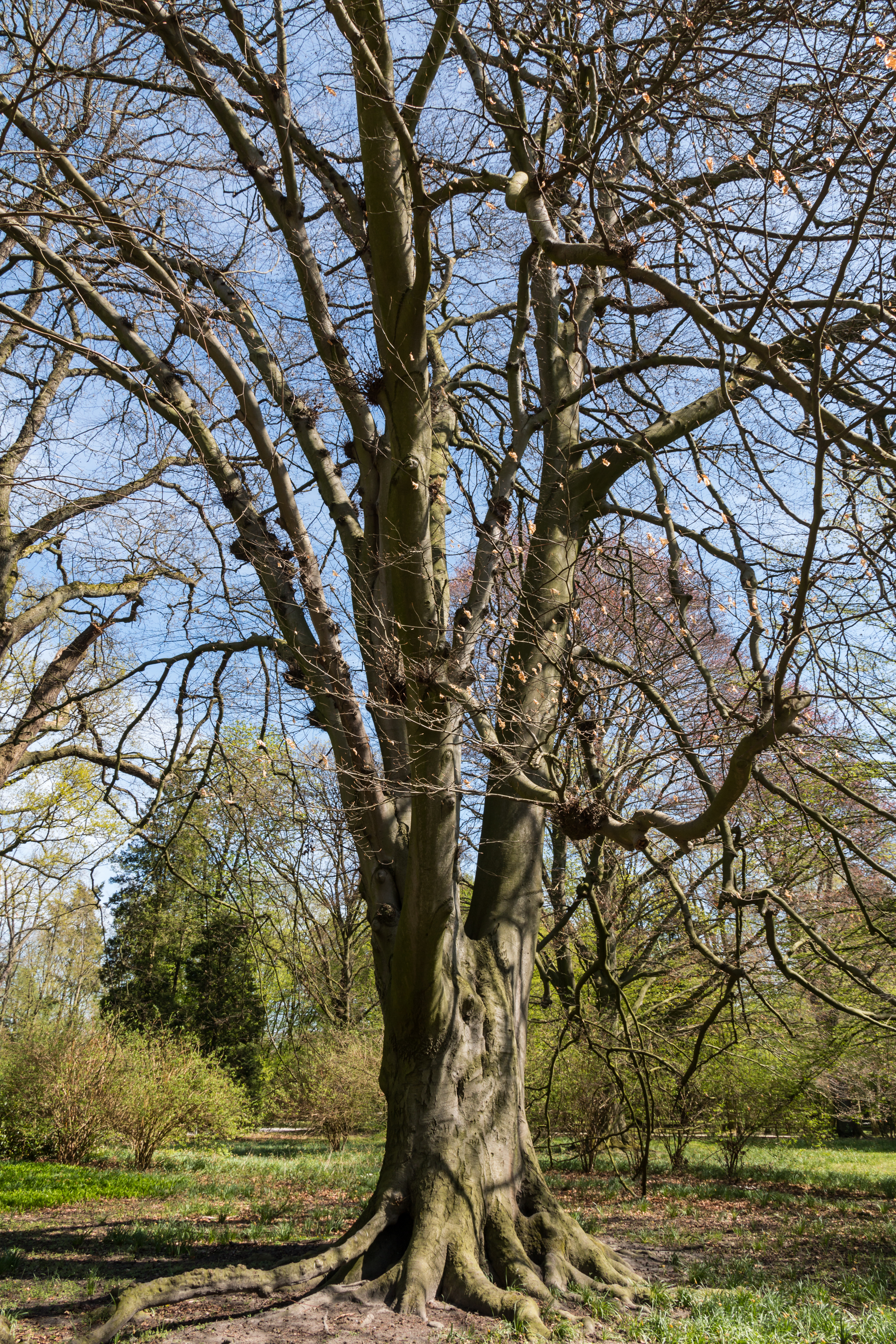 Münster, Park Sentmaring, Naturdenkmal -- 2015 -- 5657