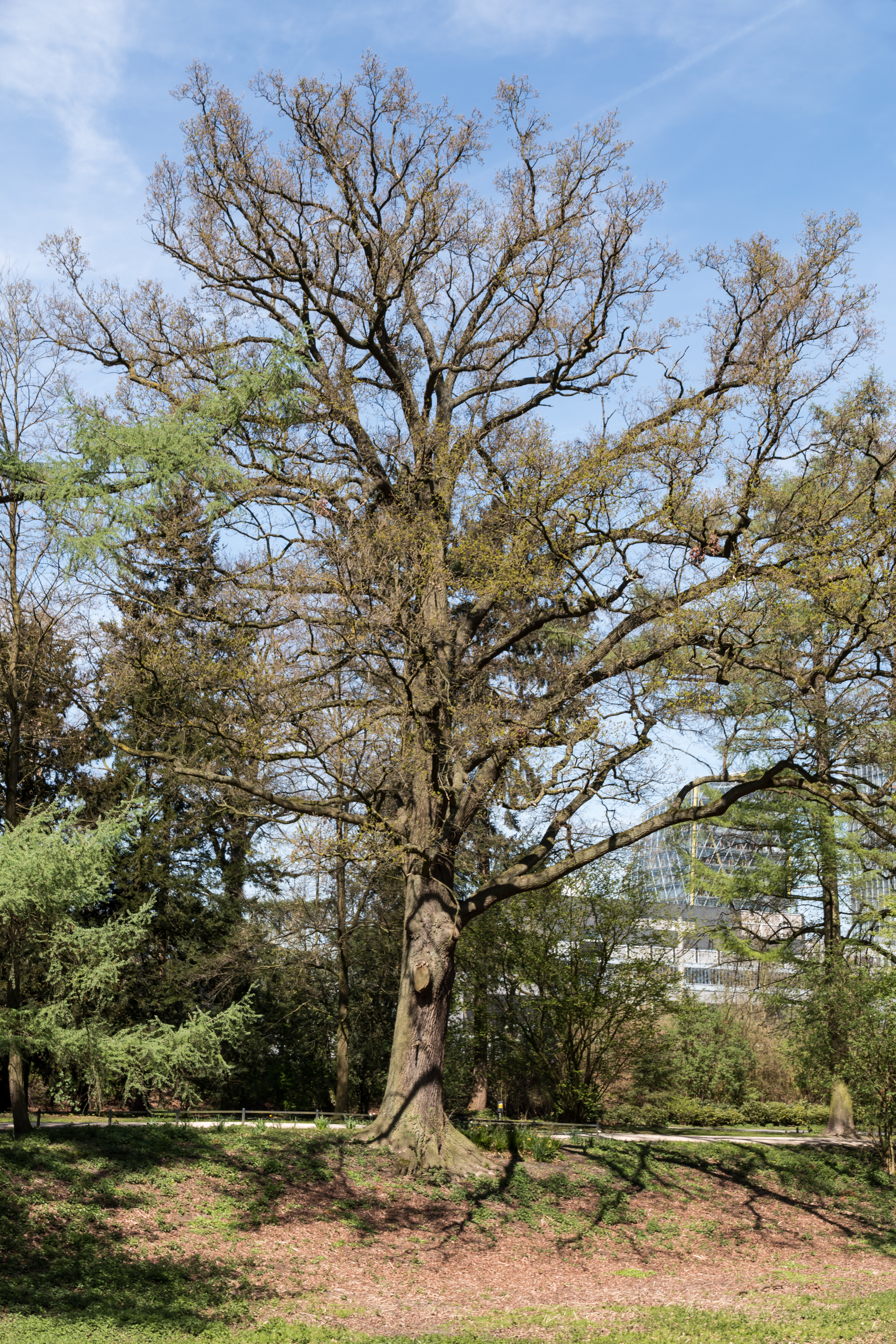 Münster, Park Sentmaring, Naturdenkmal -- 2015 -- 5658