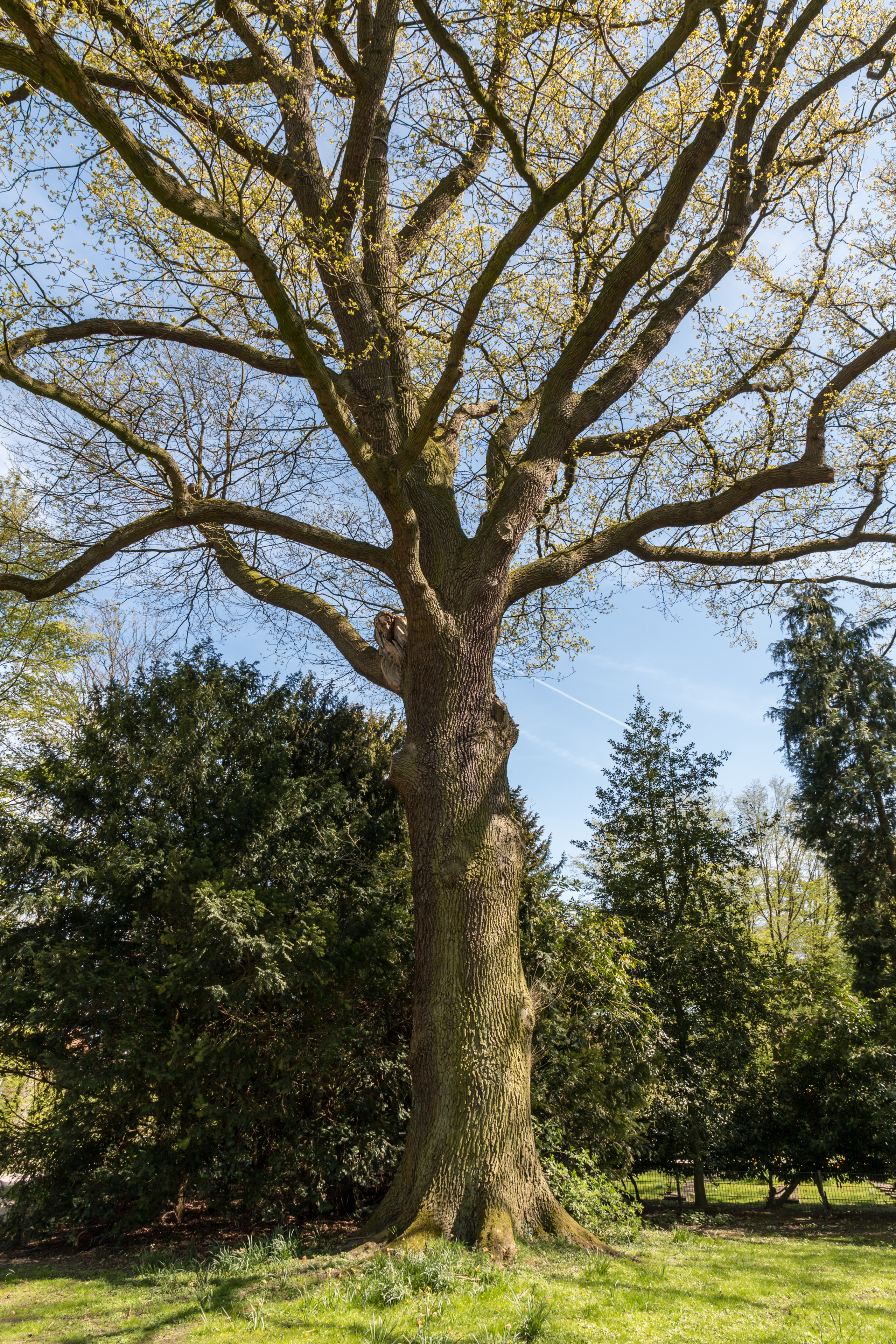 Münster, Park Sentmaring, Naturdenkmal -- 2015 -- 5661