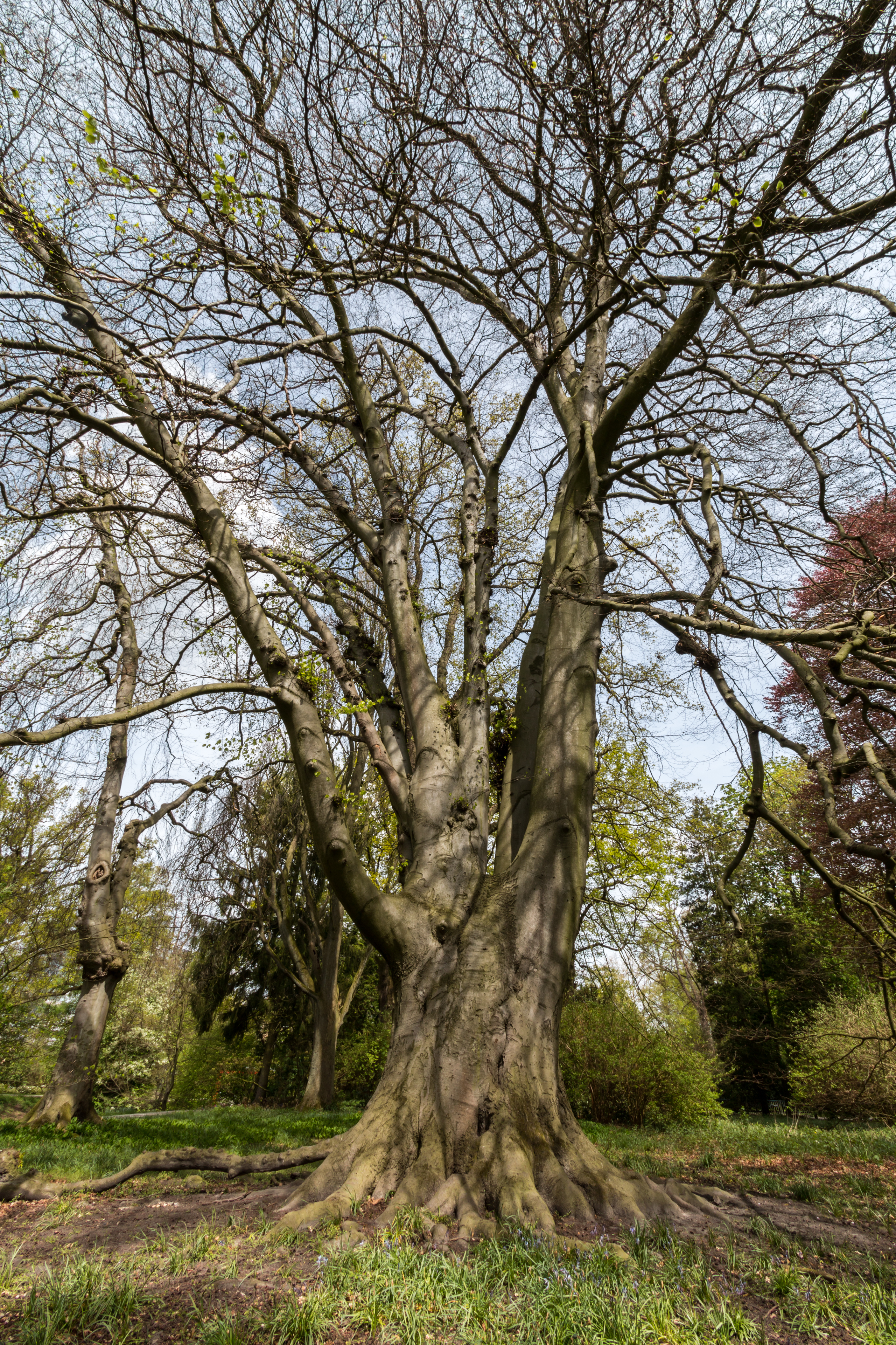 Münster, Park Sentmaring, Naturdenkmal -- 2015 -- 5715