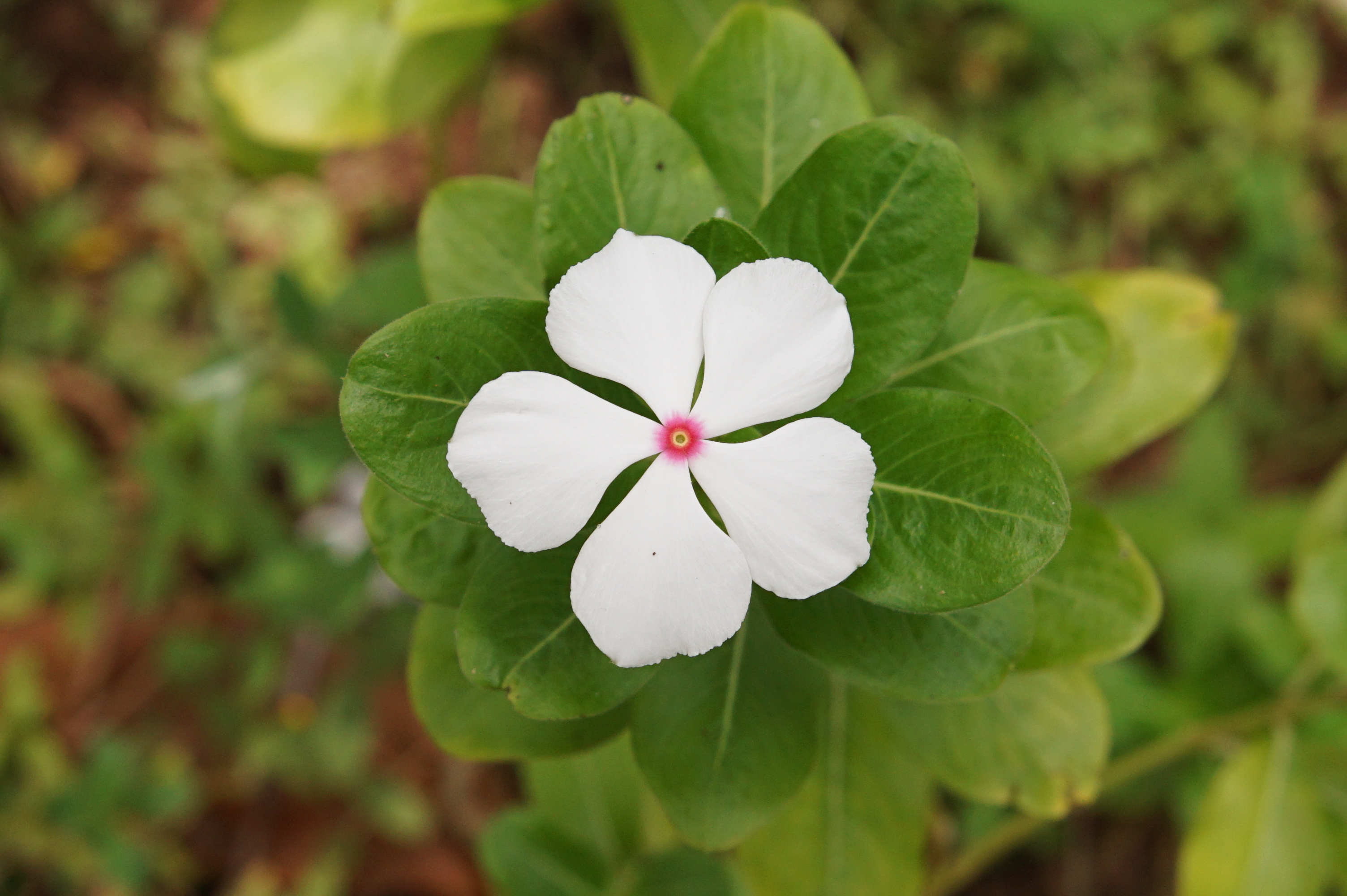 Madagascar periwinkle 01178