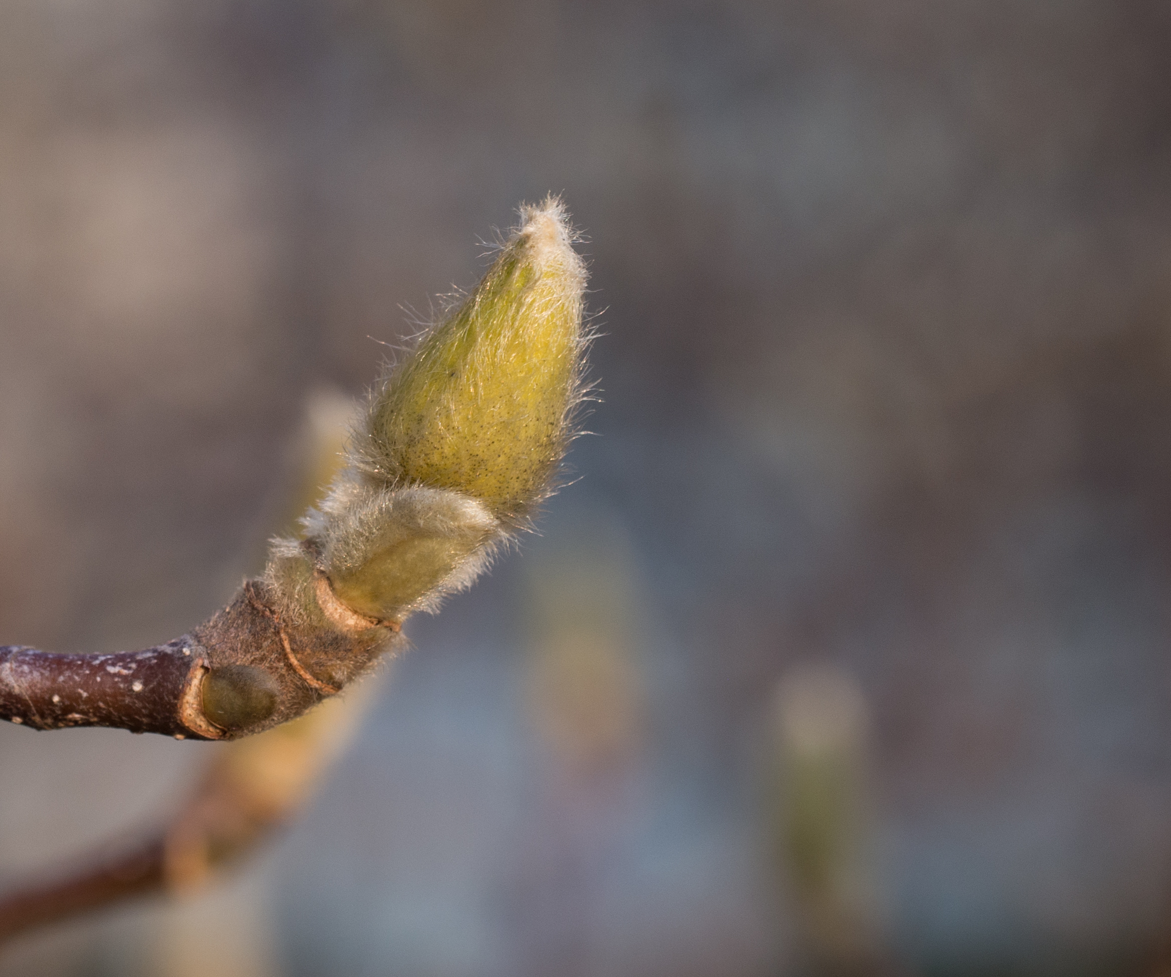 Magnolia bud (60608)