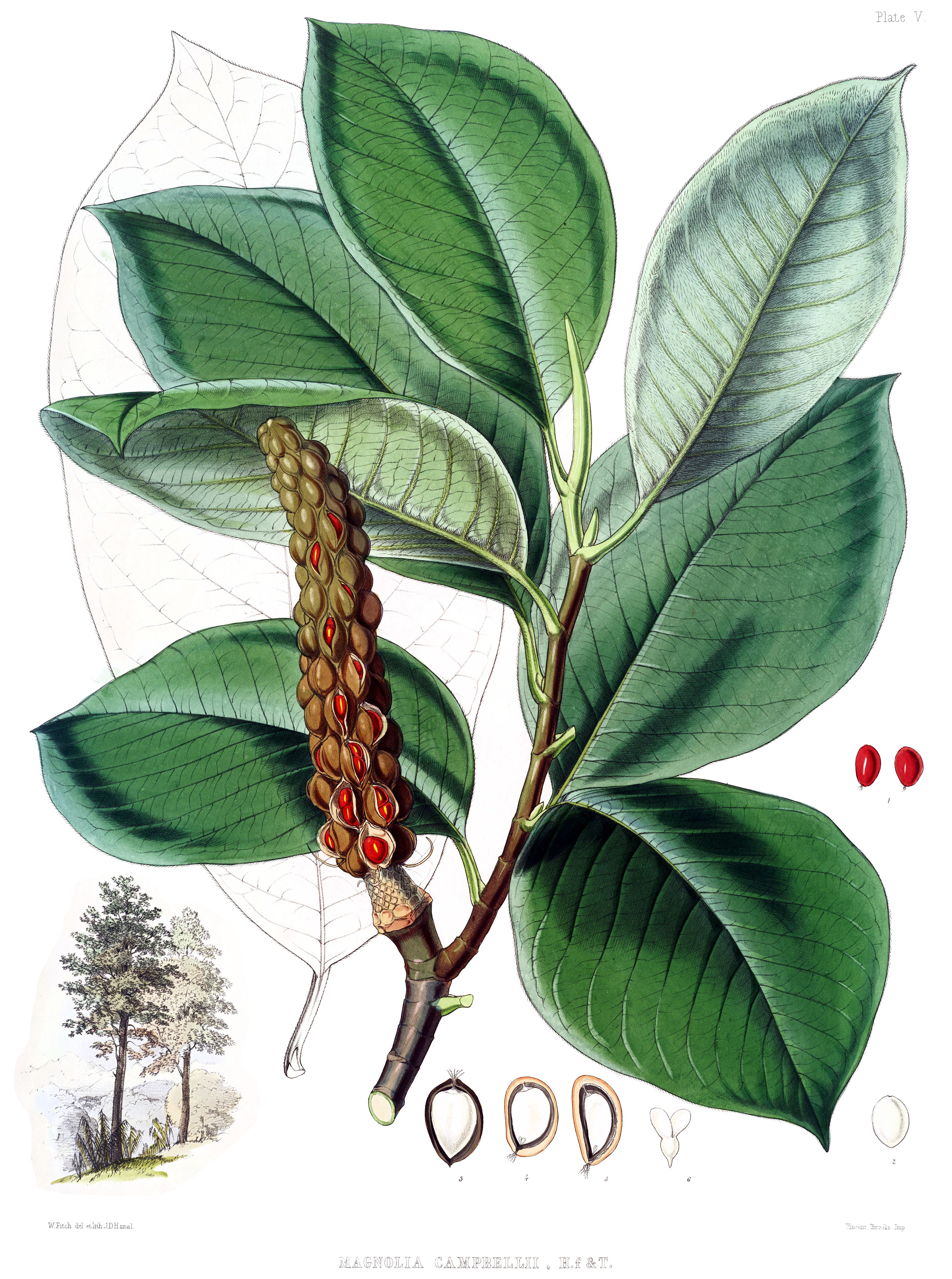 Magnolia campbellii leaves seeds