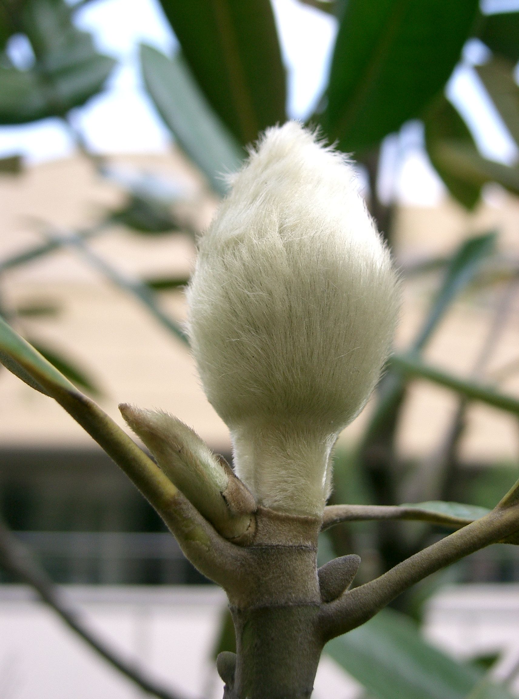 Magnolia grandiflora7