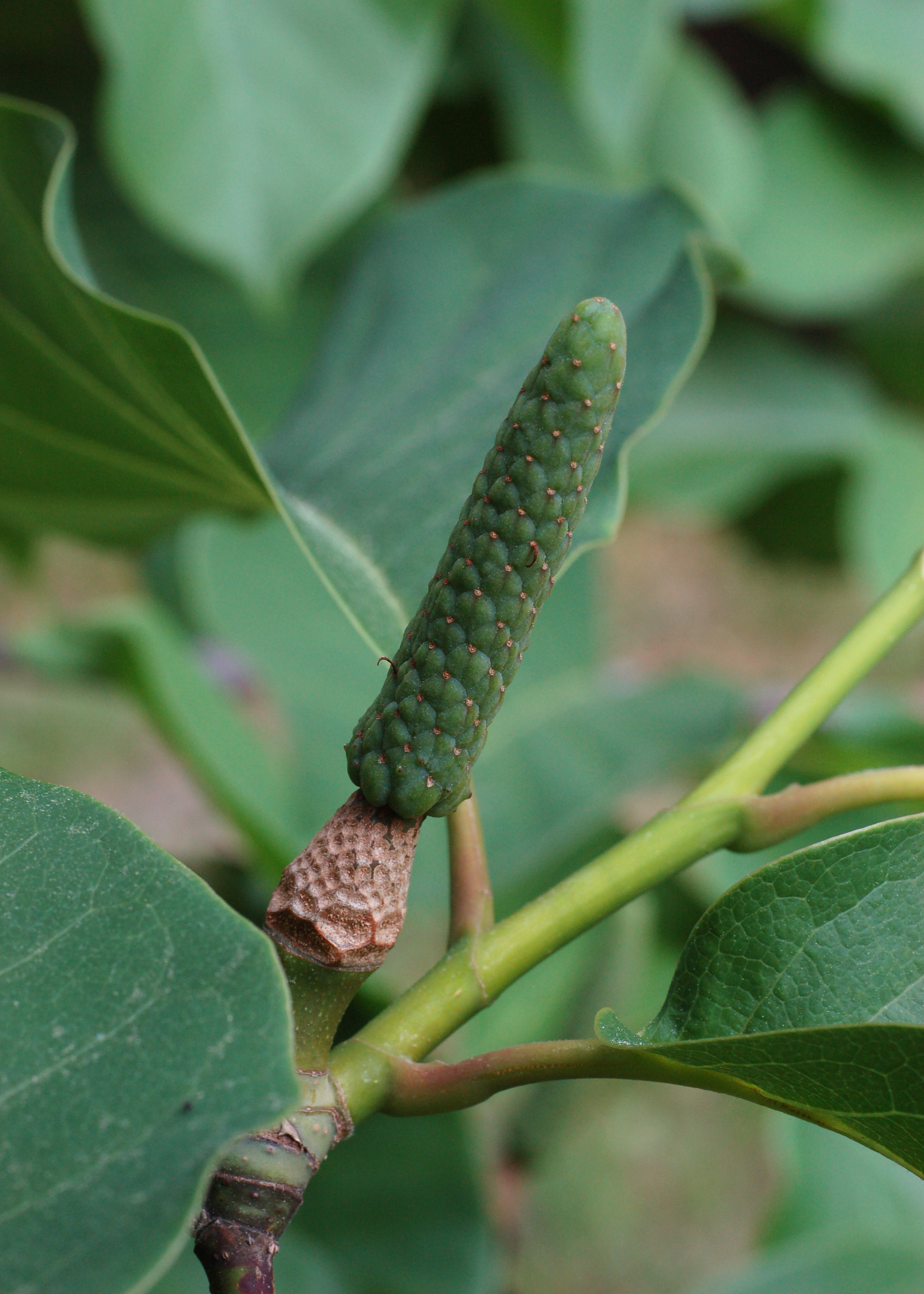 Magnolia sprengeri 'Diva' Fruit 2000px
