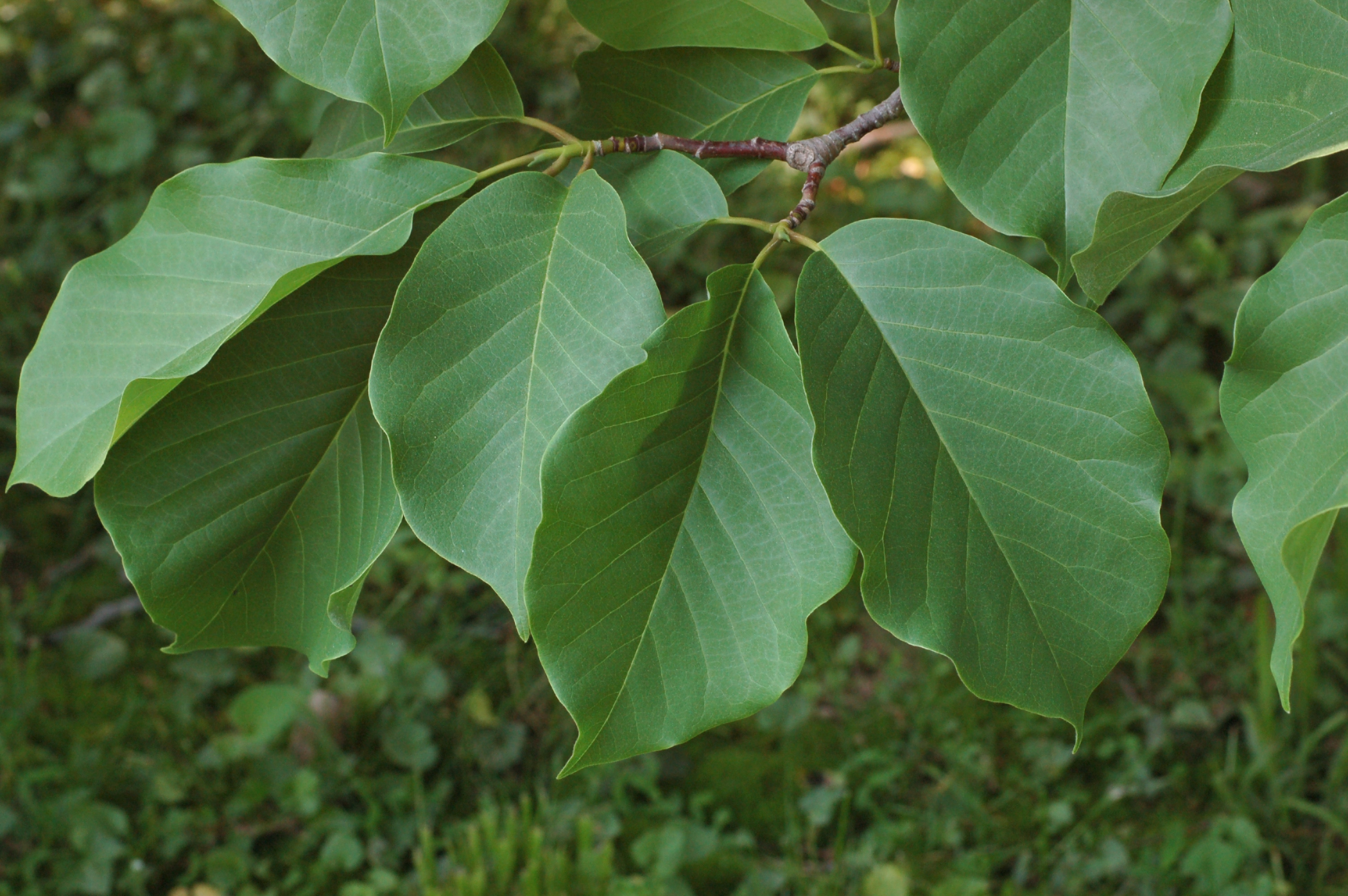 Magnolia sprengeri 'Diva' Leaves 3008px
