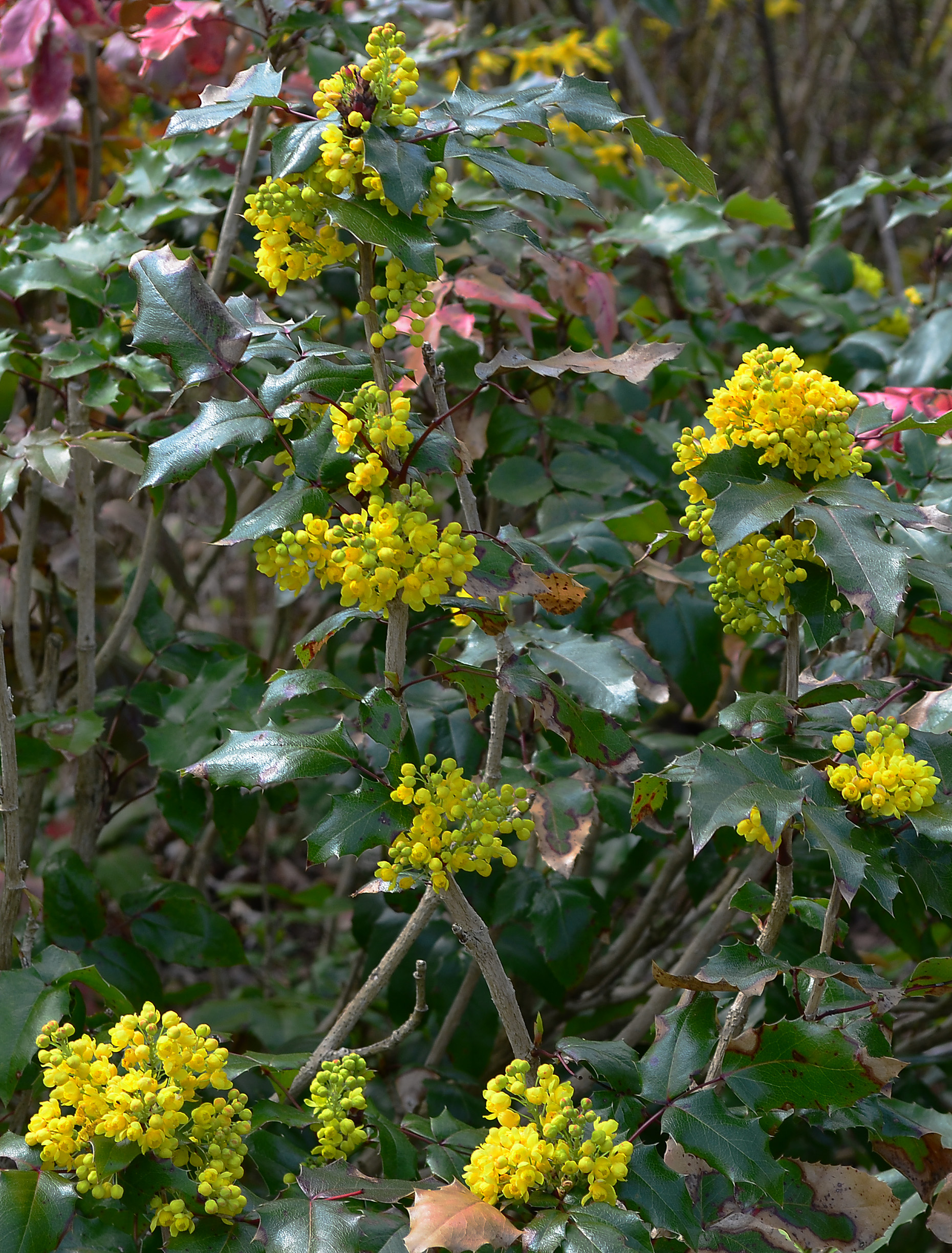 Mahonia aquifolium 1, Kurpark, Brilon, Germany