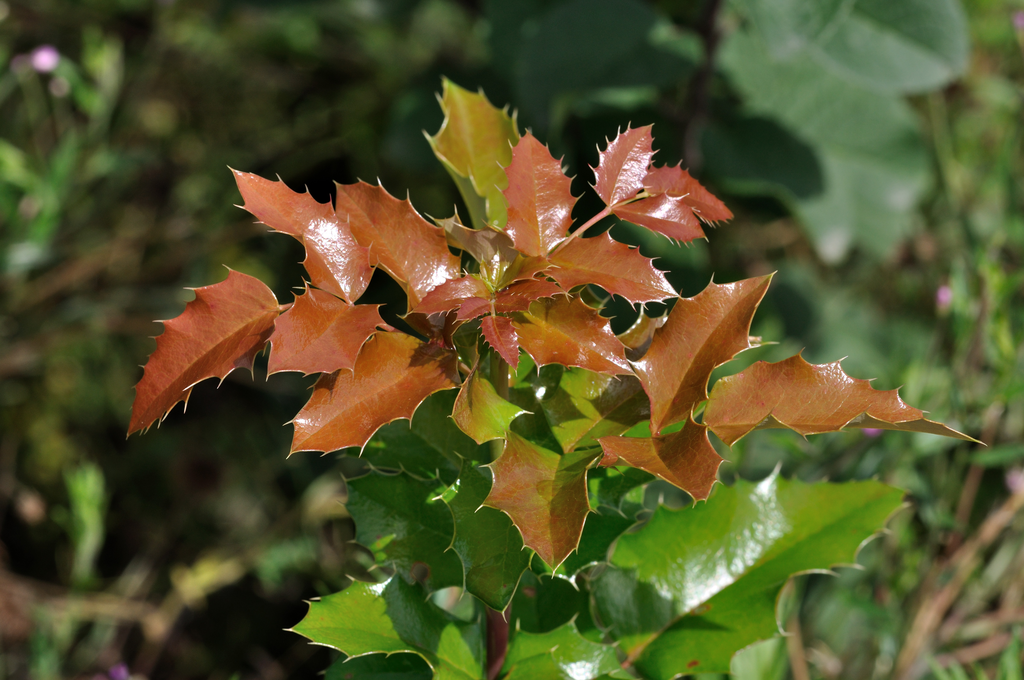 Mahonia aquifolium qtl1
