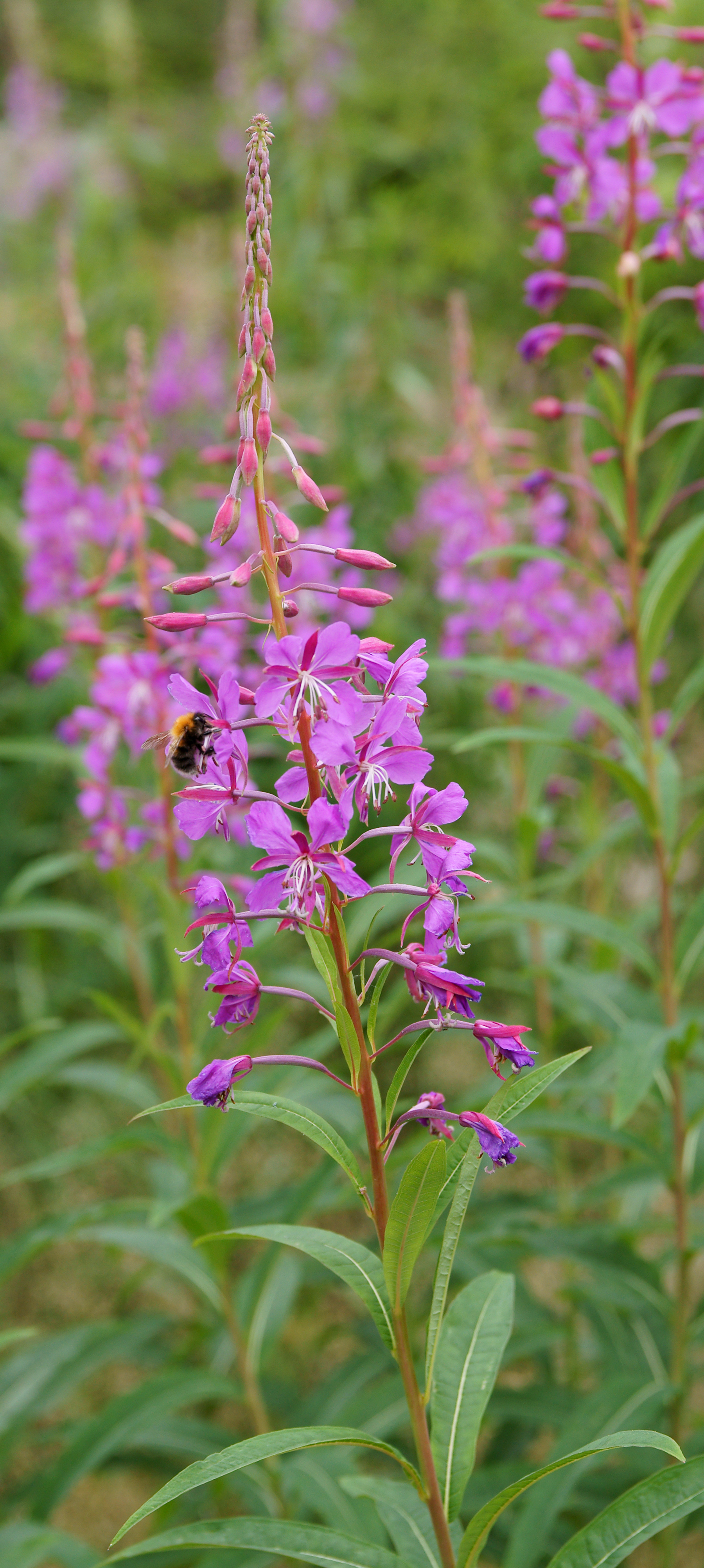 Maitohorsma (Epilobium angustifolium)