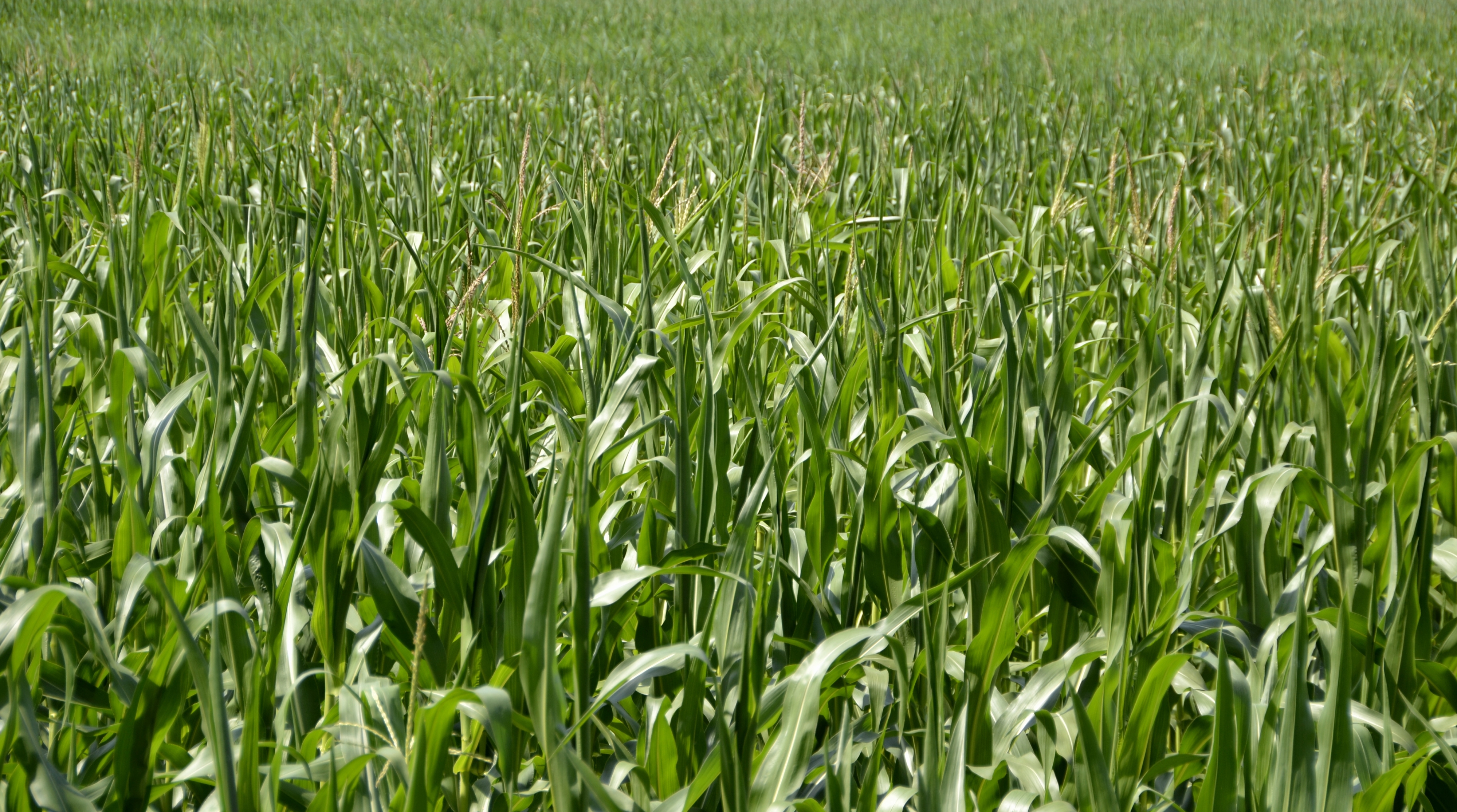 Maize field in Bavaria in Summer 2013