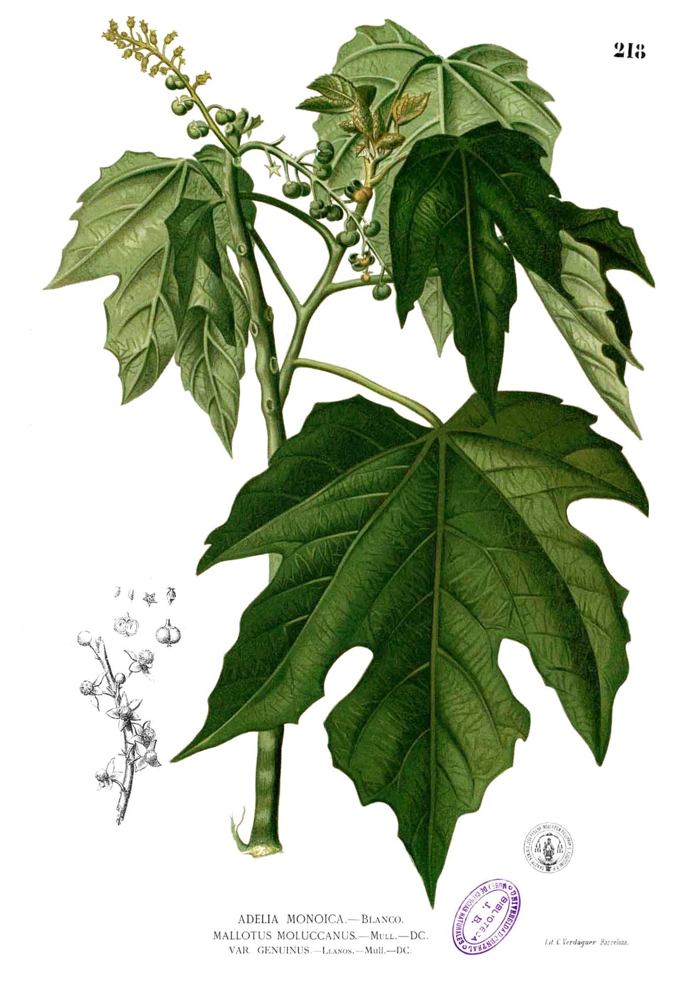 Mallotus moluccanus Blanco1.218