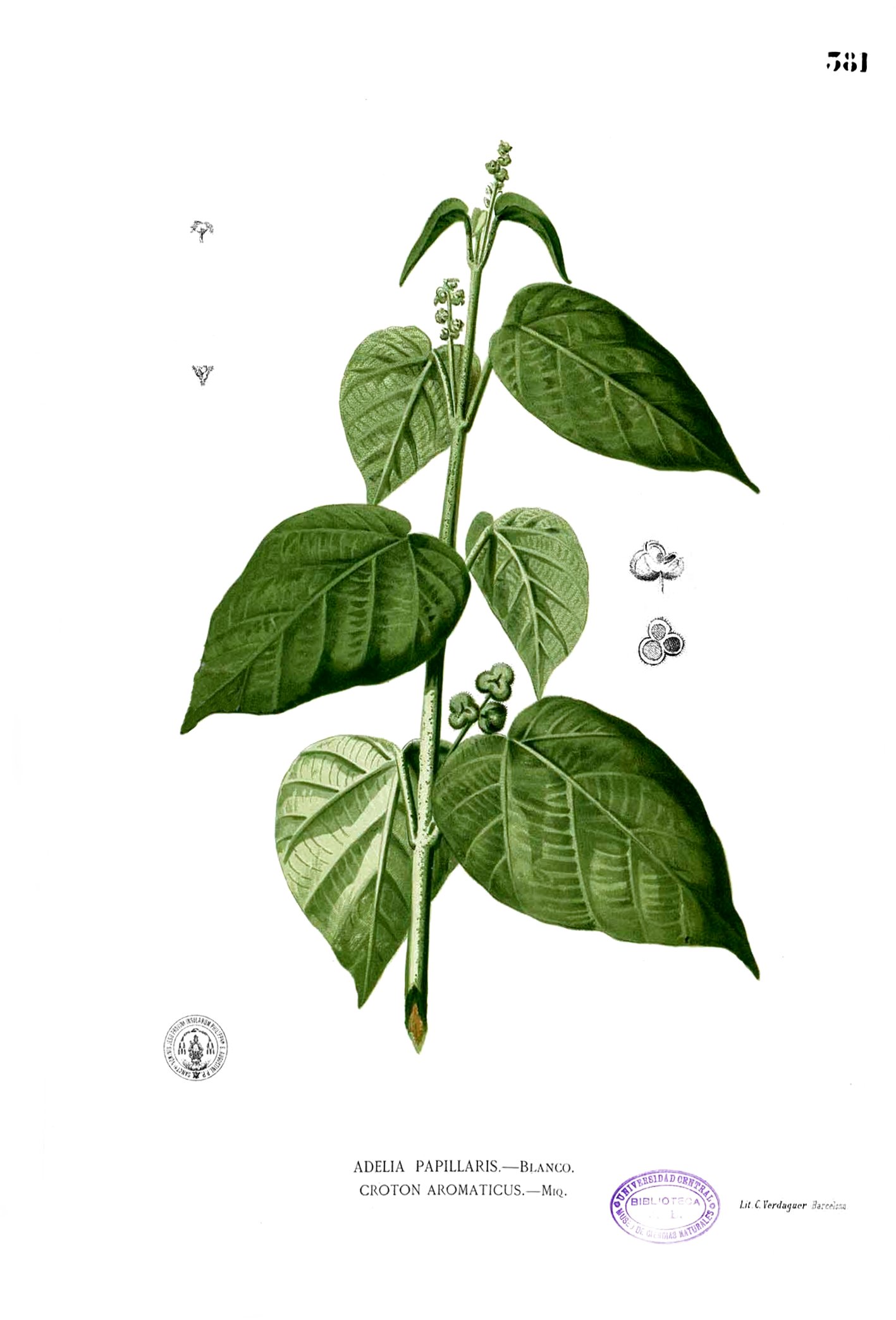 Mallotus tiliifolius Blanco2.381