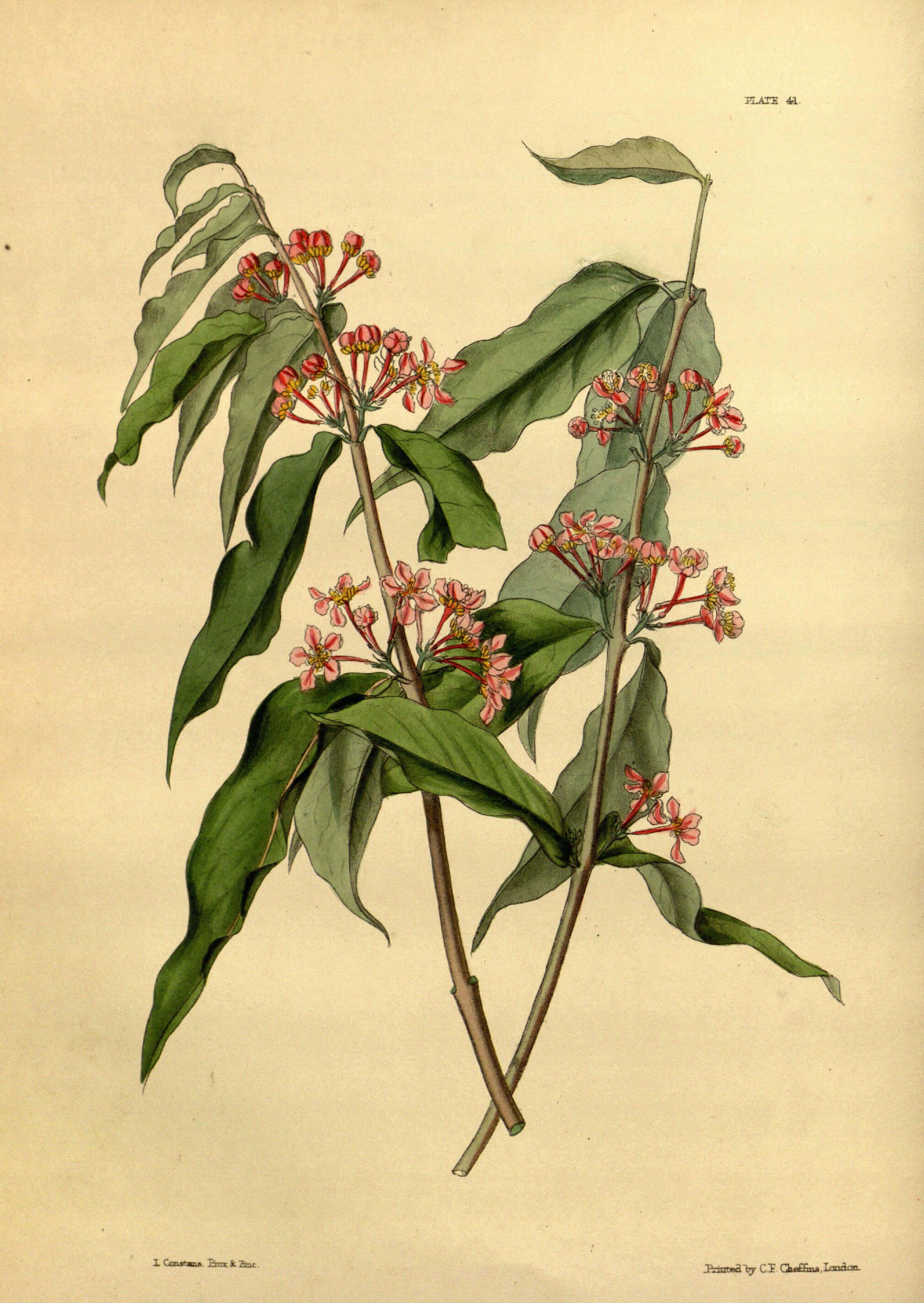 Malpighia glabra Paxton 041