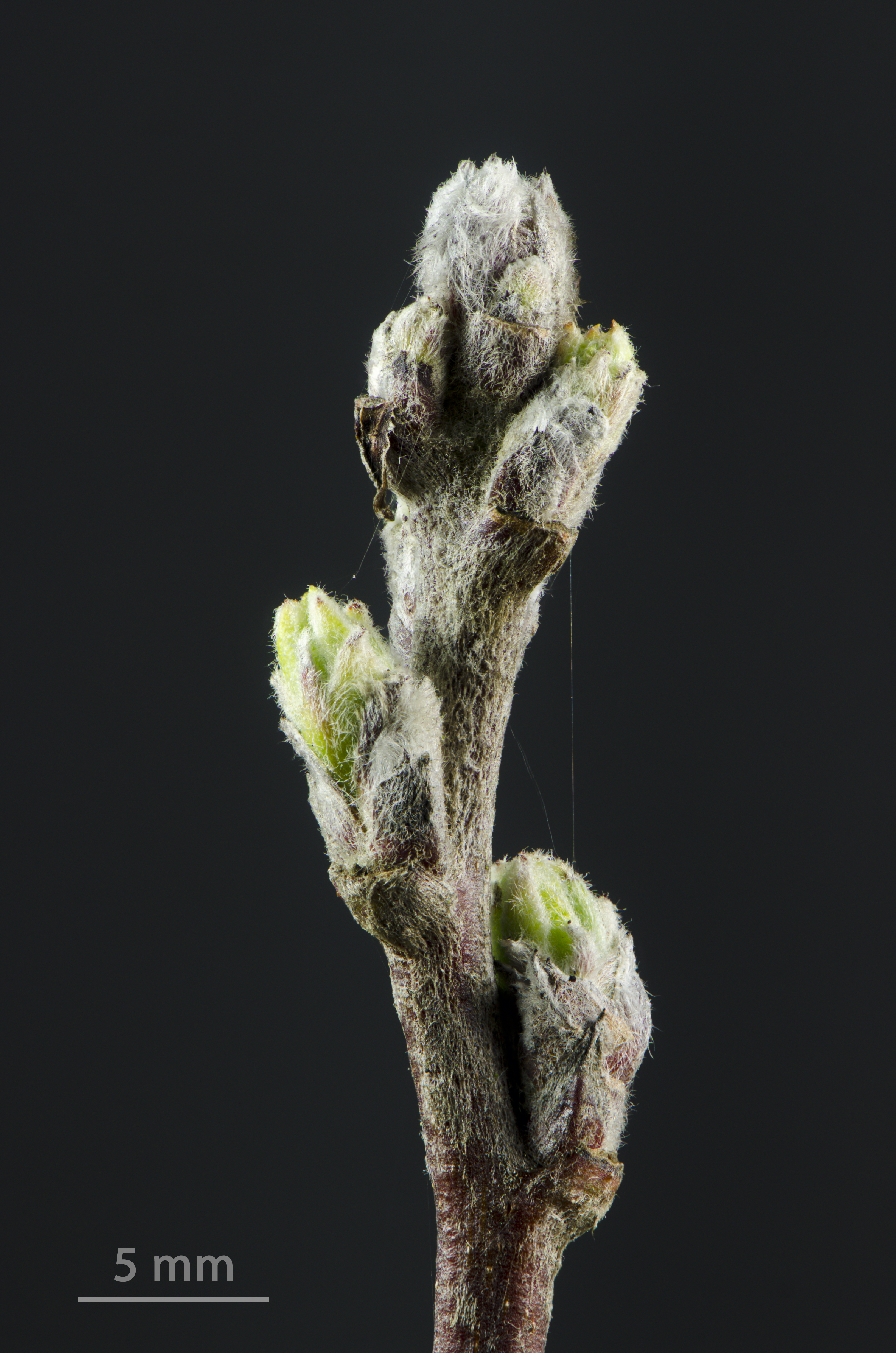 Malus florentina - Florentine crabapple - hawthorn-leaf crabapple - Italienischer Zierapfel - 05
