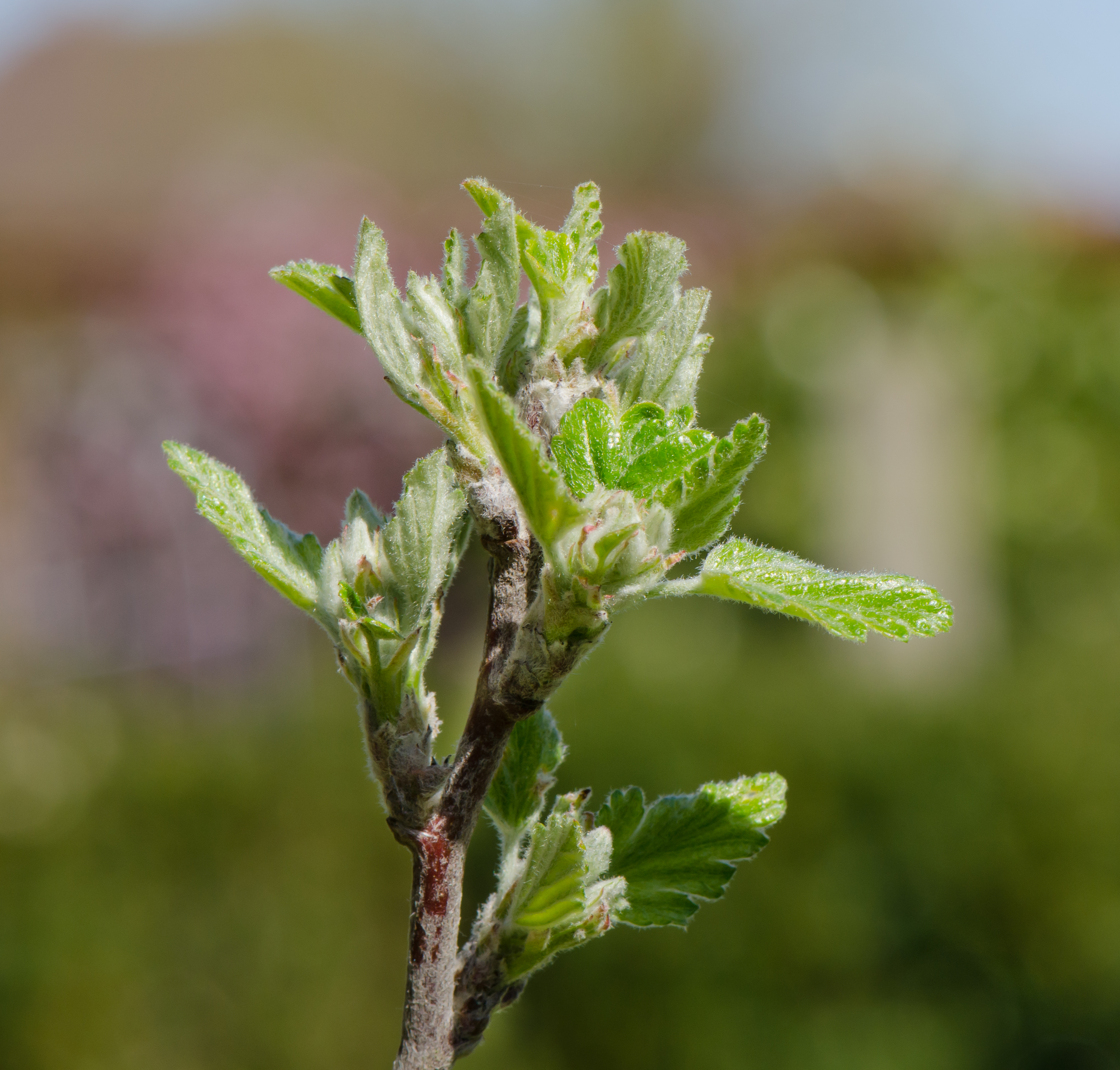 Malus florentina bud