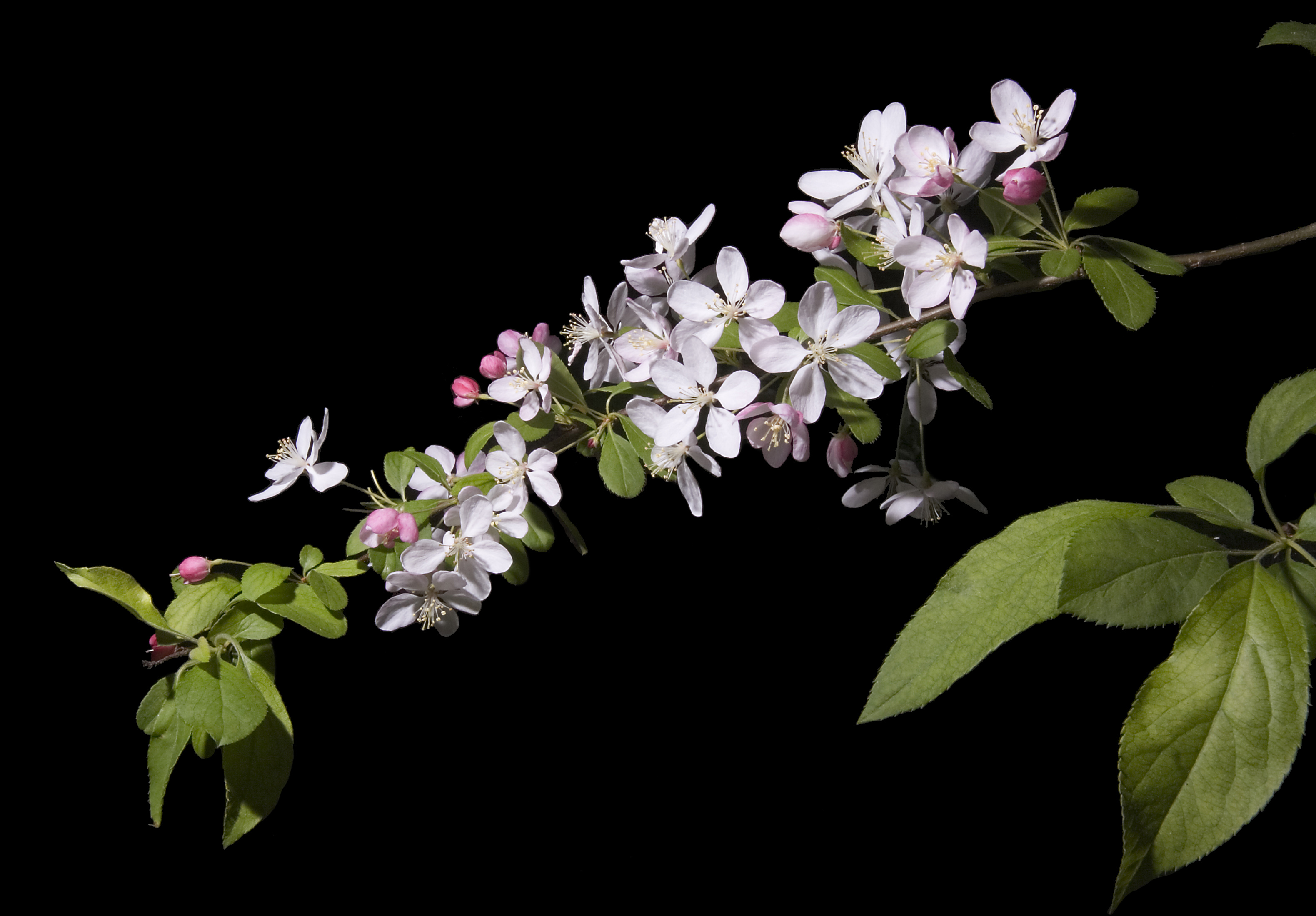 Malus floribunda (Japanese crabapple)