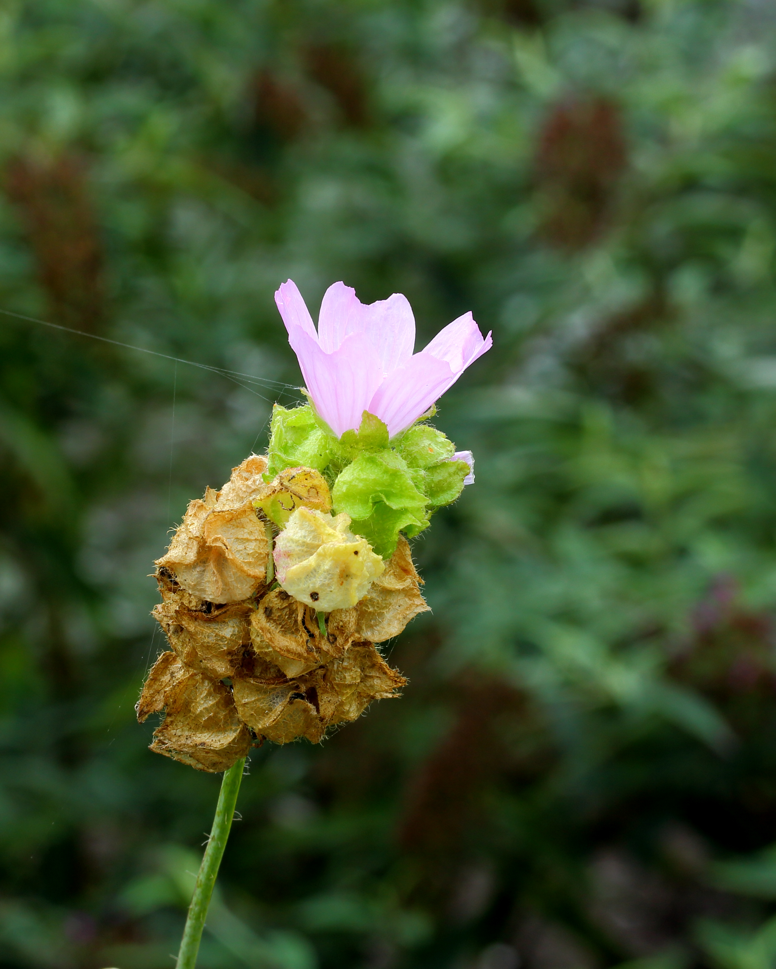 Malva moschata, muskuskaasjeskruid. Locatie De Kruidhof