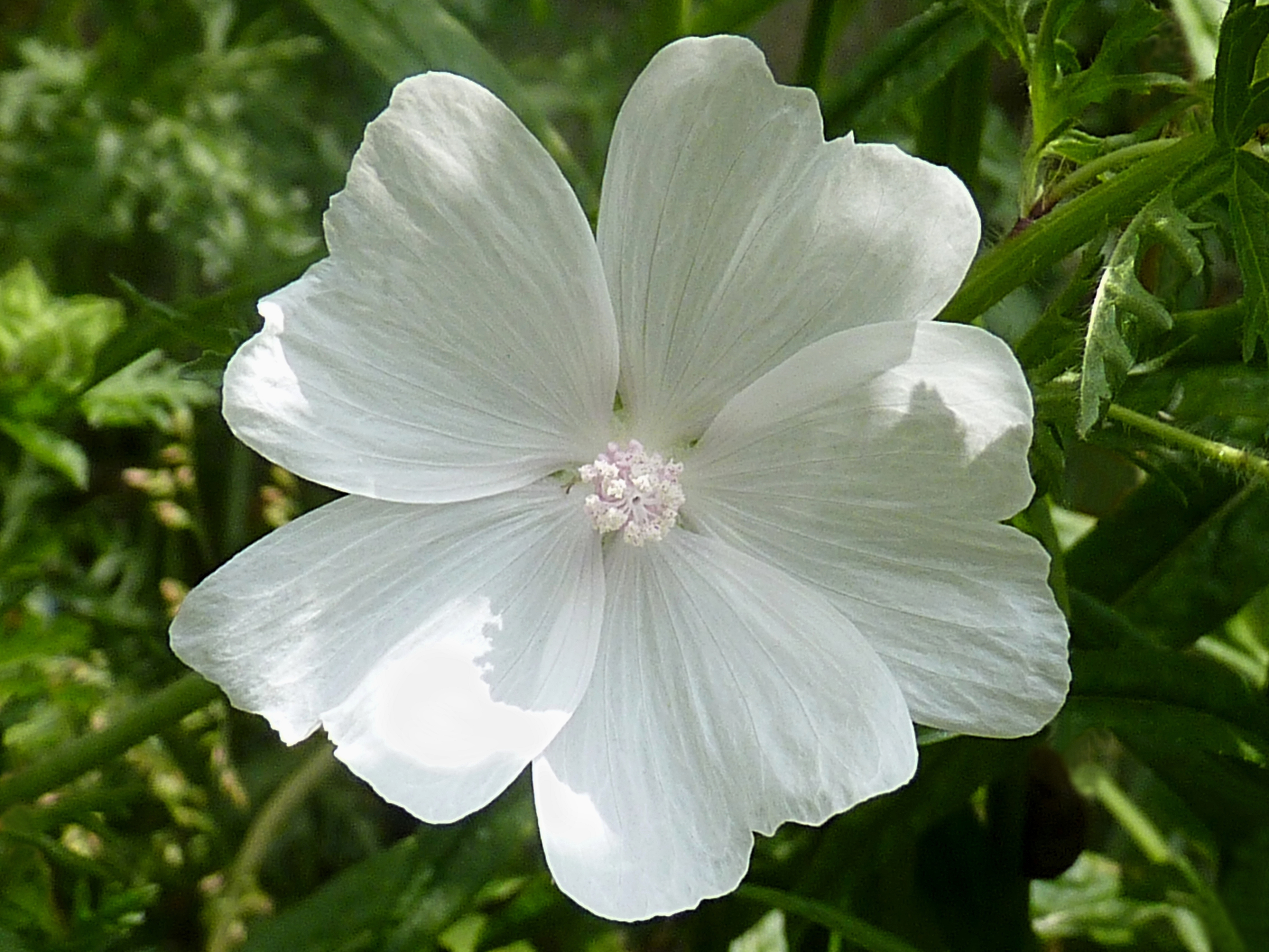 Malva moschata alba J1