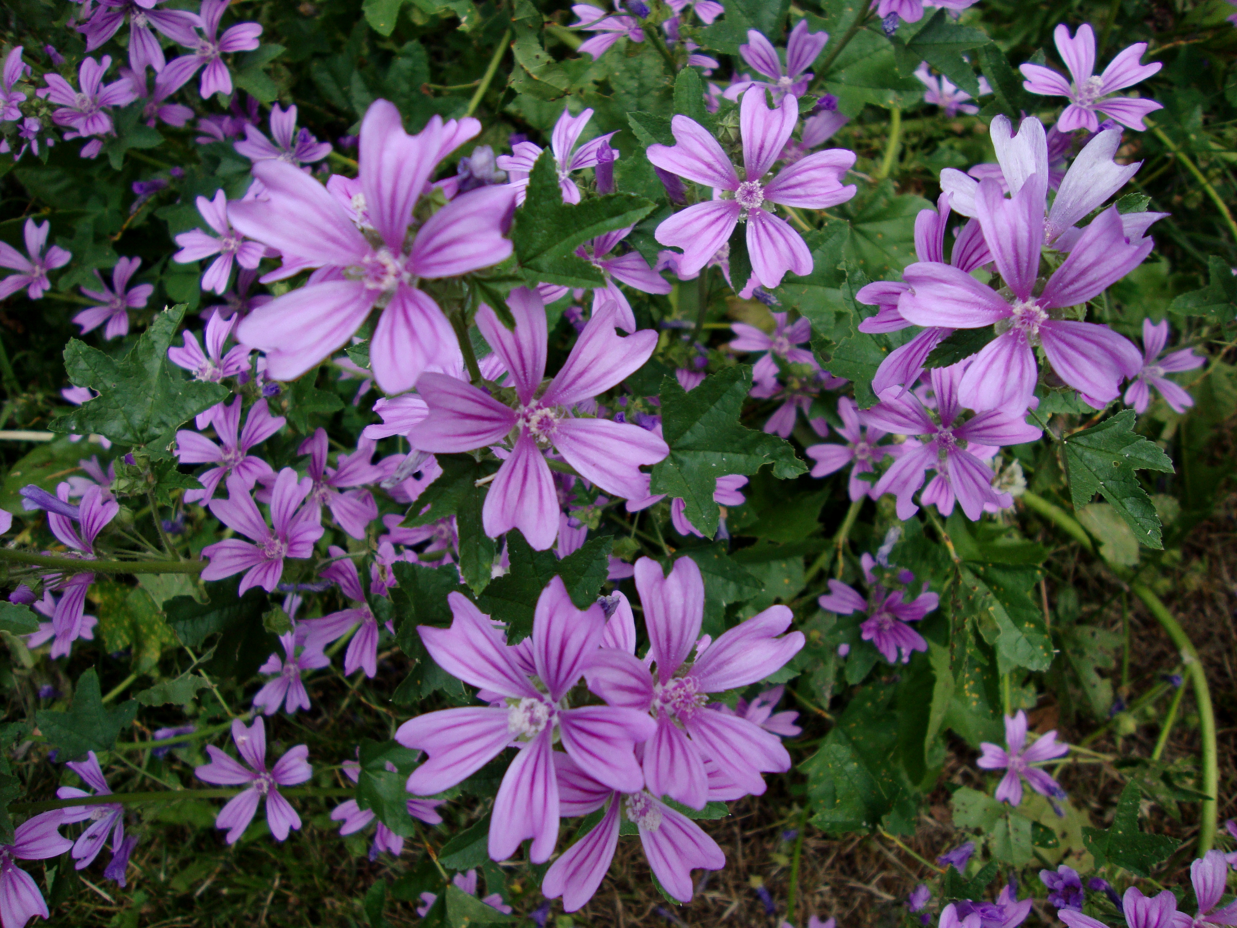 Malva sylvestris (7463136378)