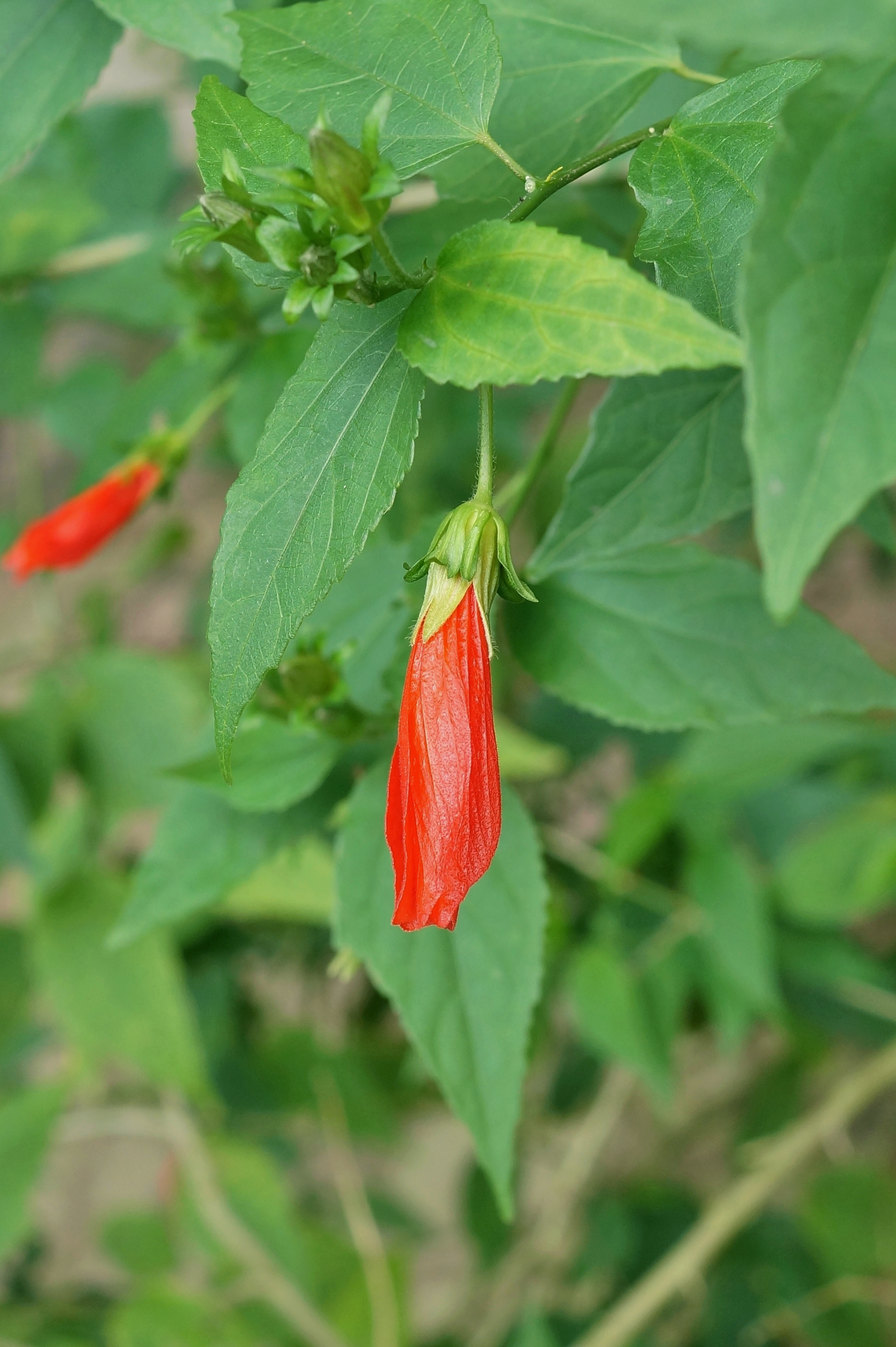 Malvaviscus arboreus 01