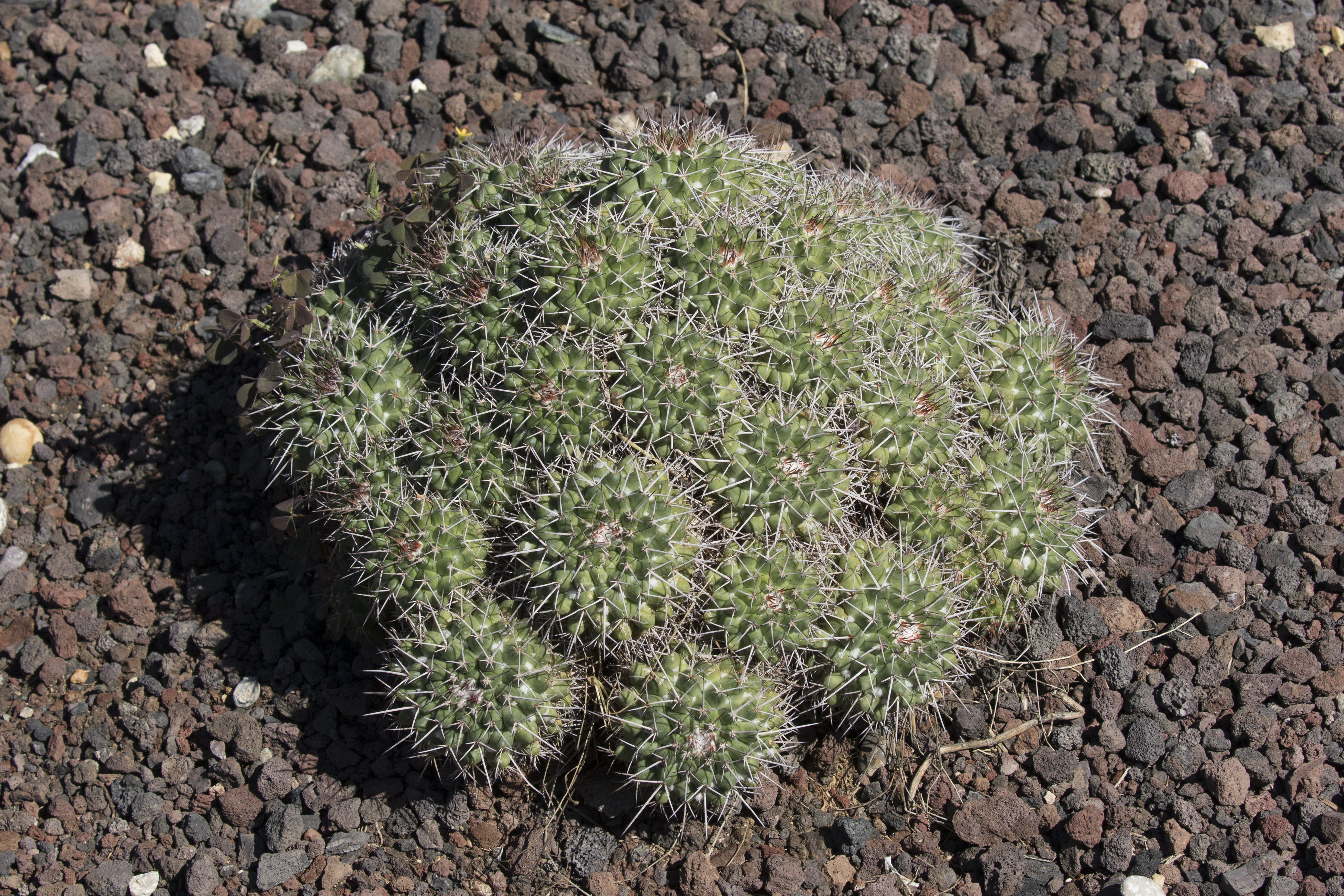 Mammillaria compress - Compressed Cactus