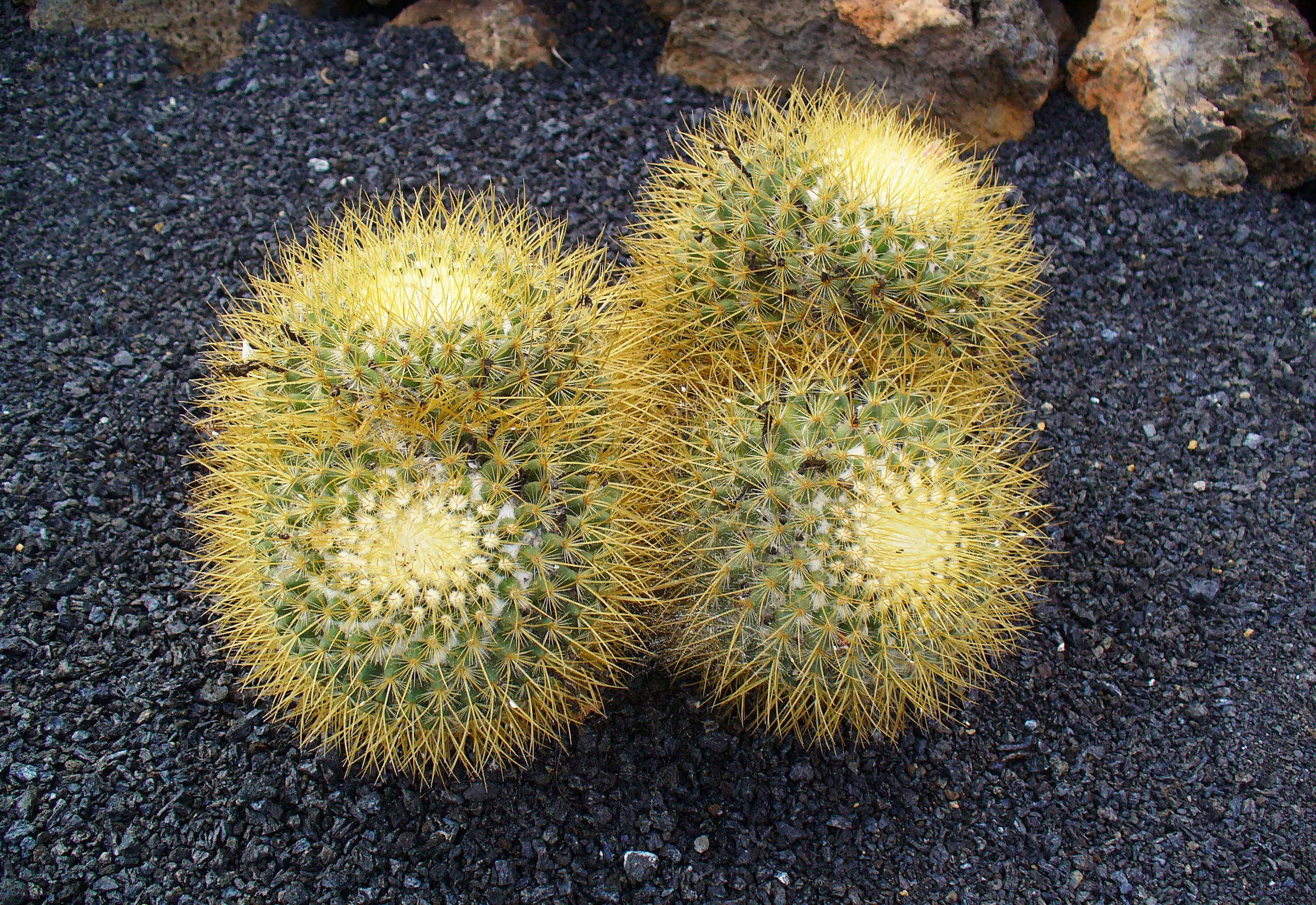 Mammillaria rhodantha pringlei