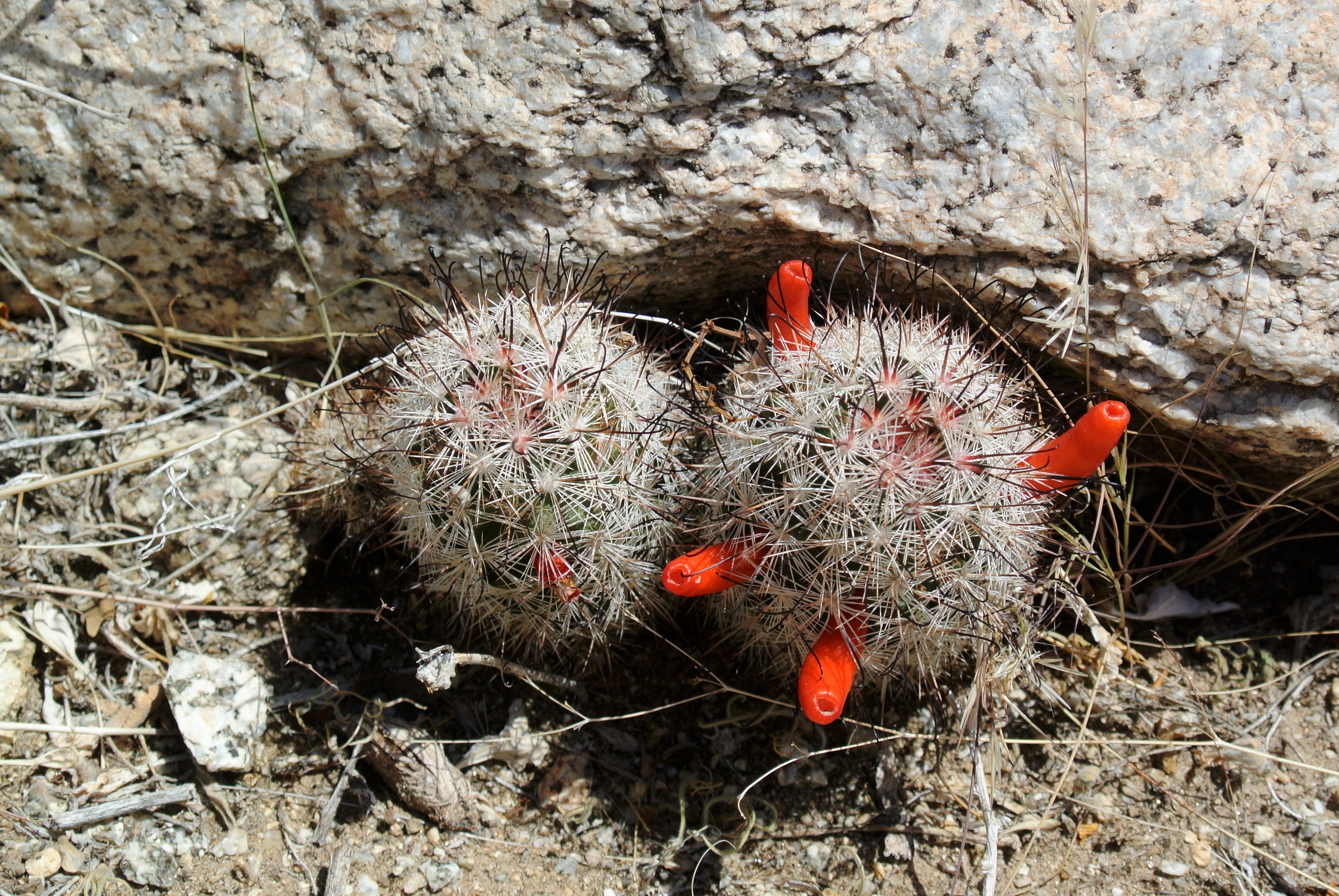 Mammillaria tetrancistra Anza-Borrego
