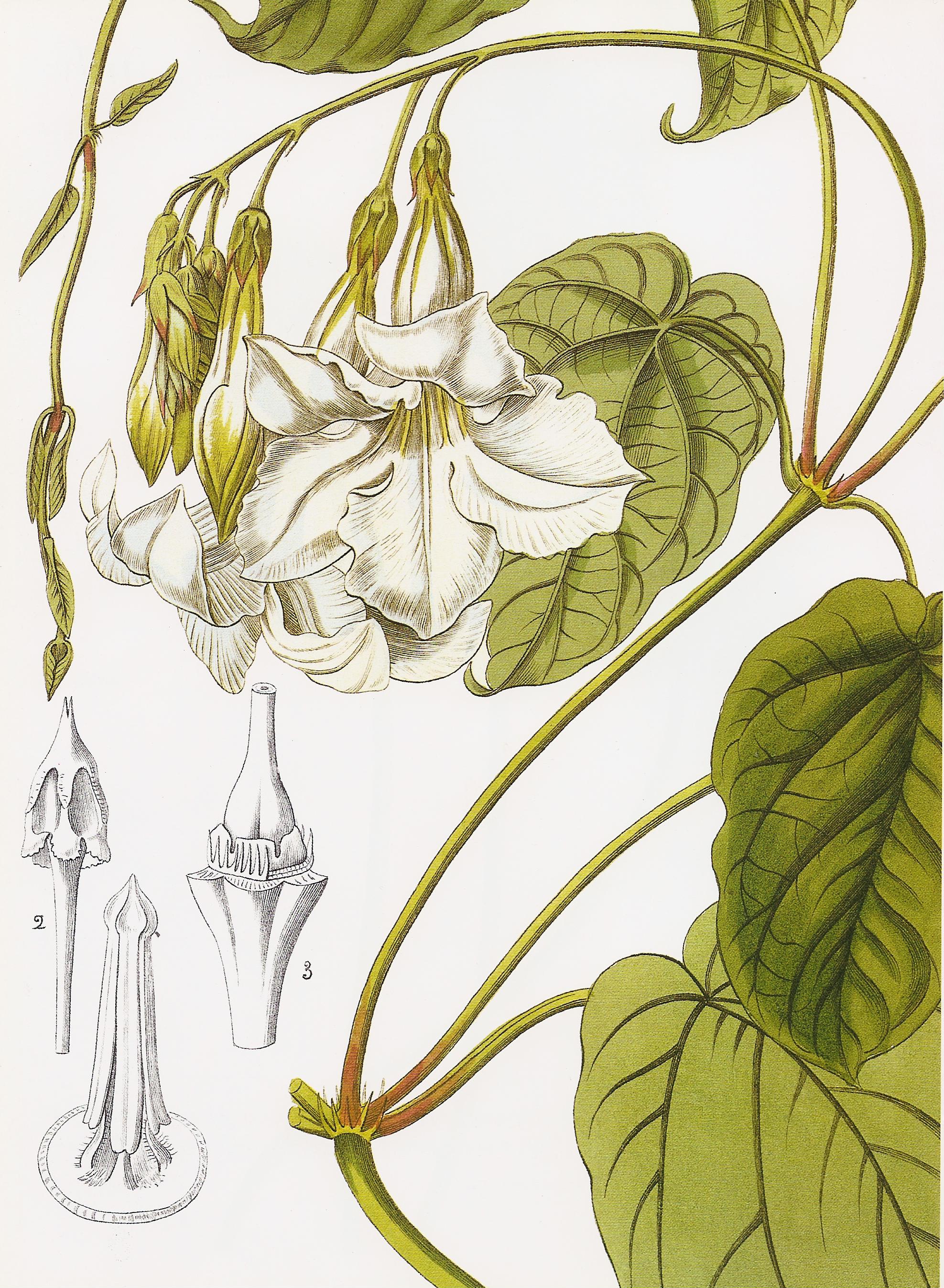 Mandevilla suaveolens RHS