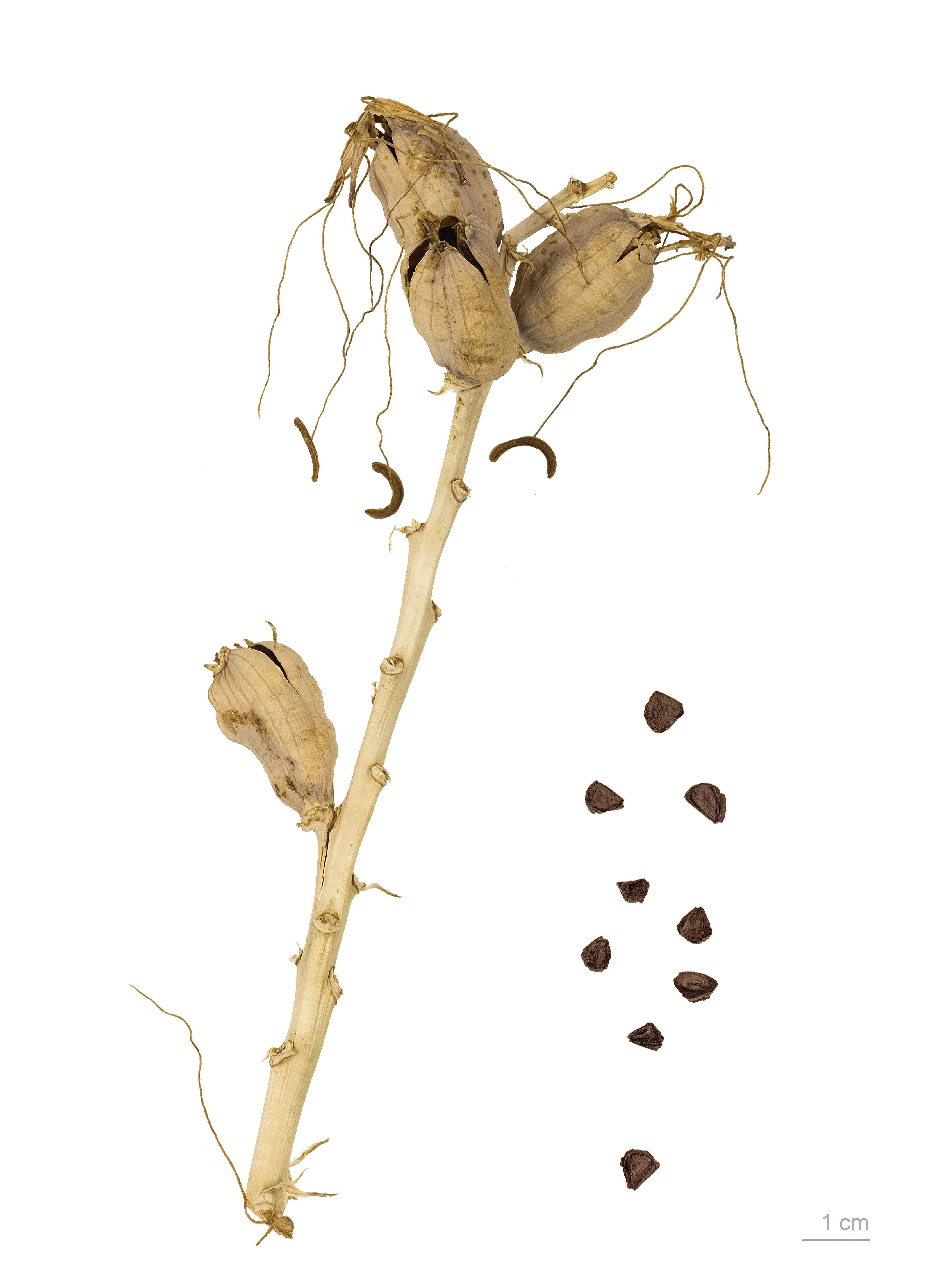 Manfreda maculosa MHNT.BOT.2011.3.96