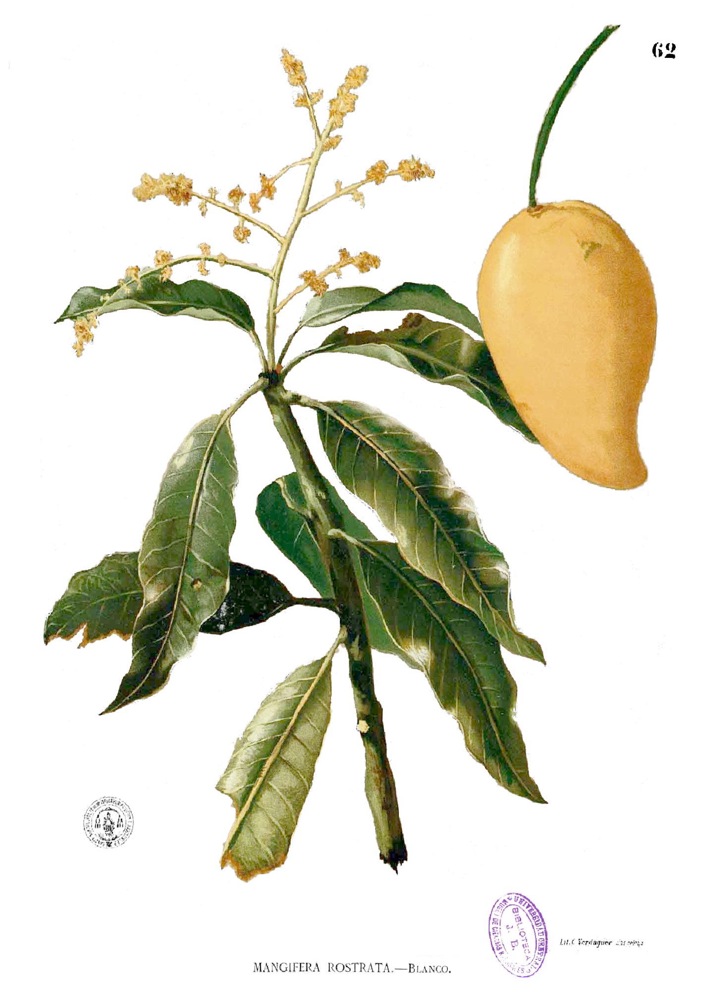 Mangifera rostrata Blanco1.62
