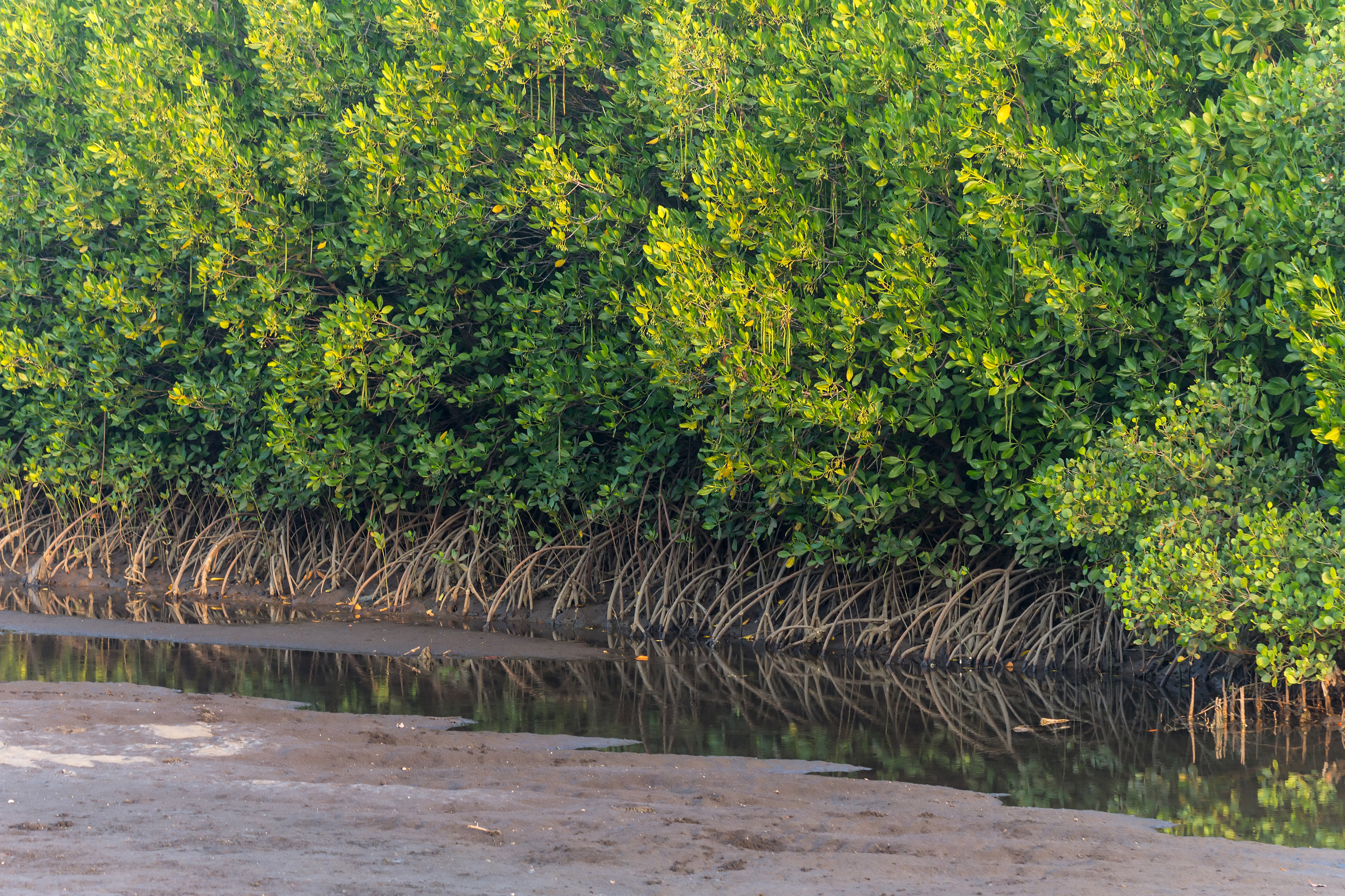 Mangrove swamp, Duta Beach, Paiton, Probolinggo, East Java, 2017-09-14 01
