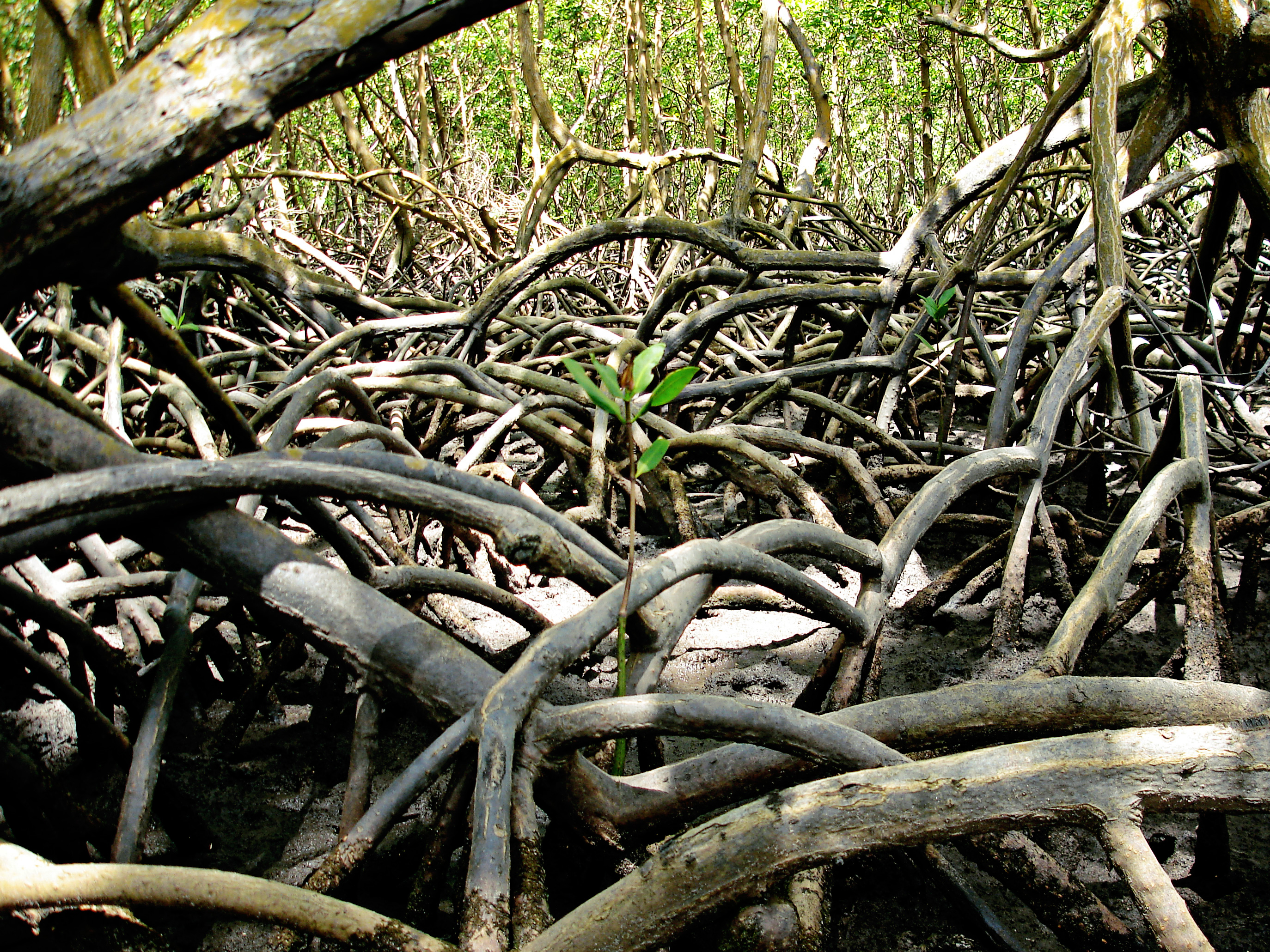 Mangue no estado de Alagoas