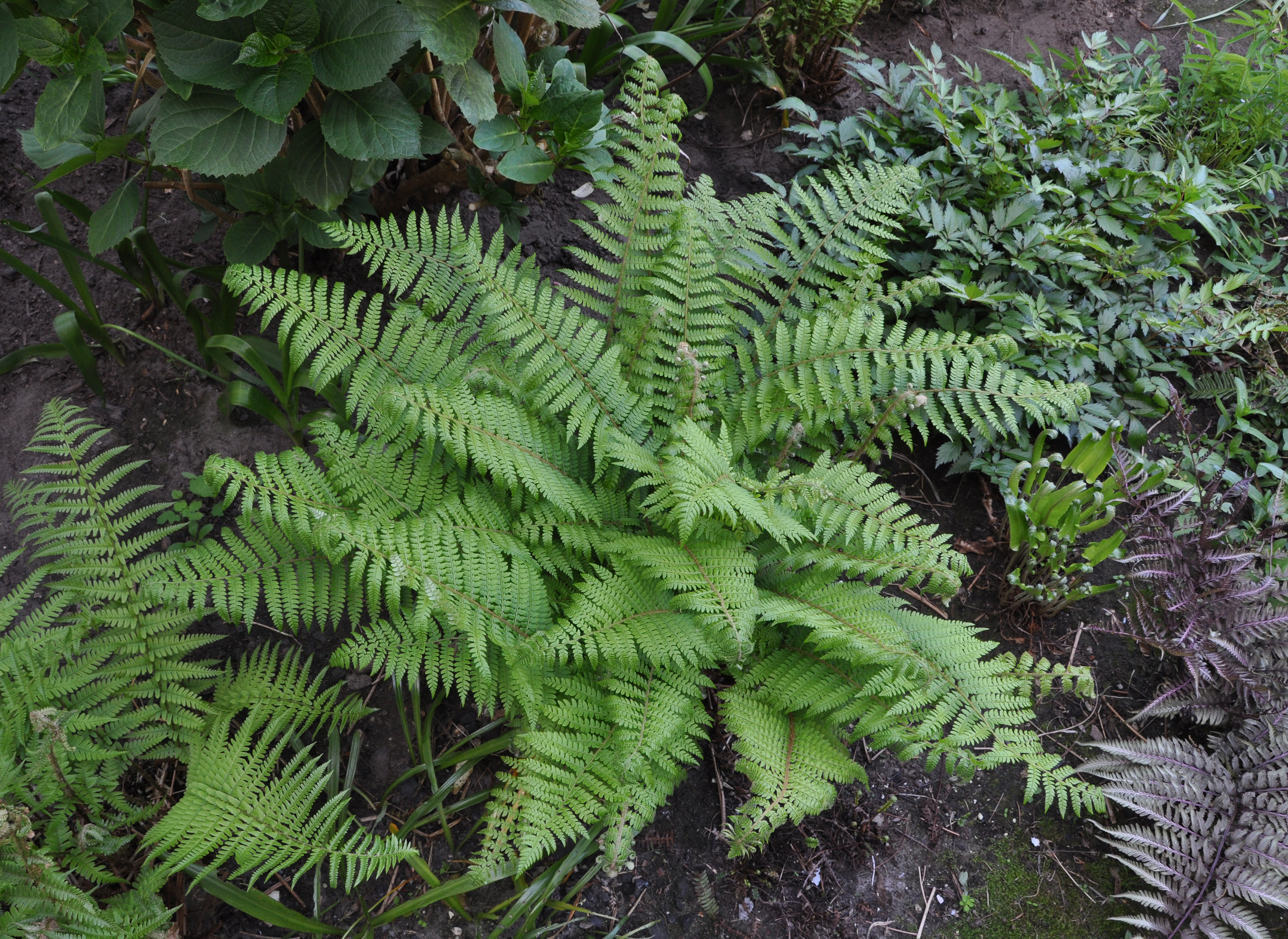 Mannetjesvaren R01