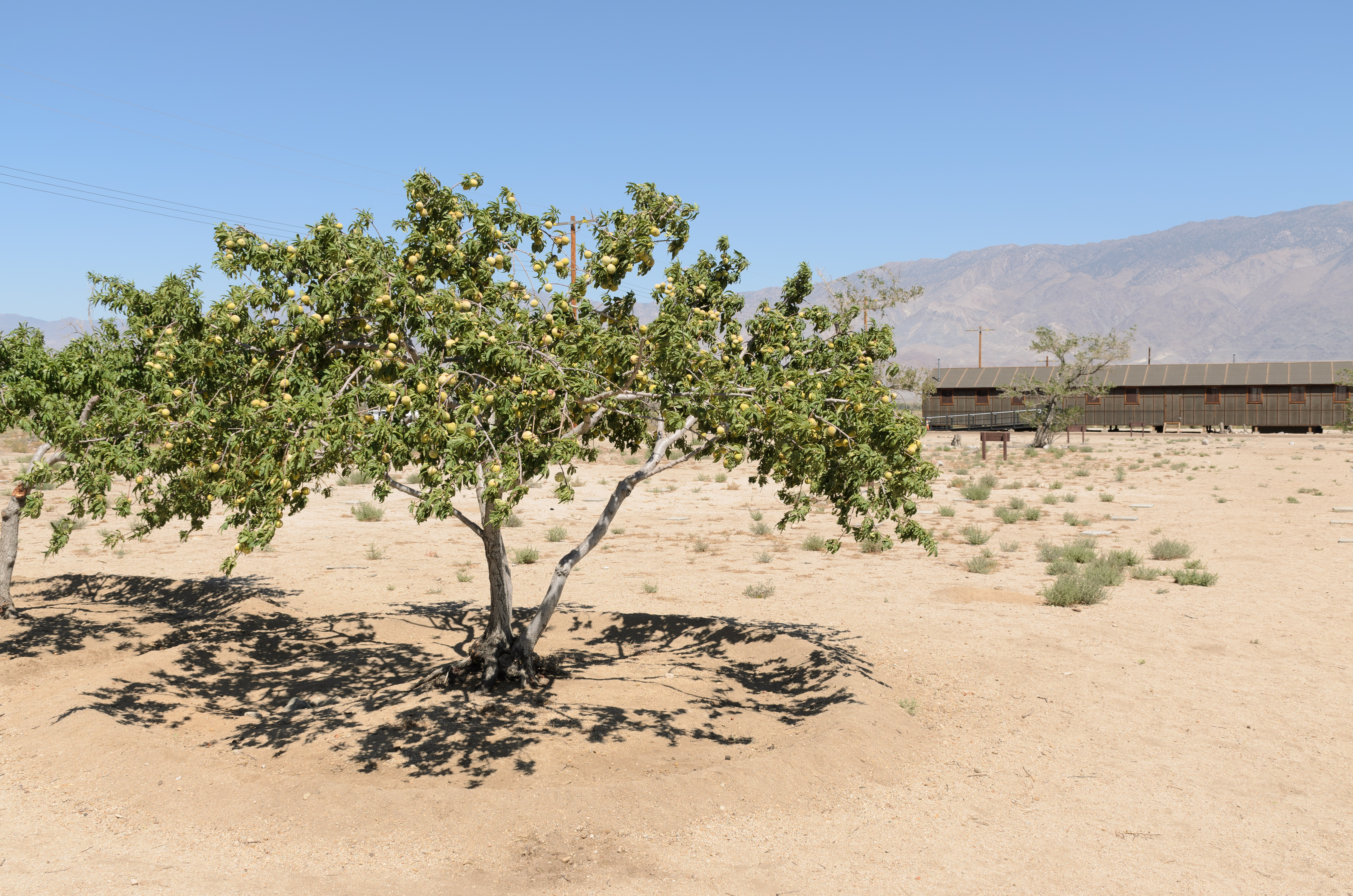 Manzanar September 2016 003