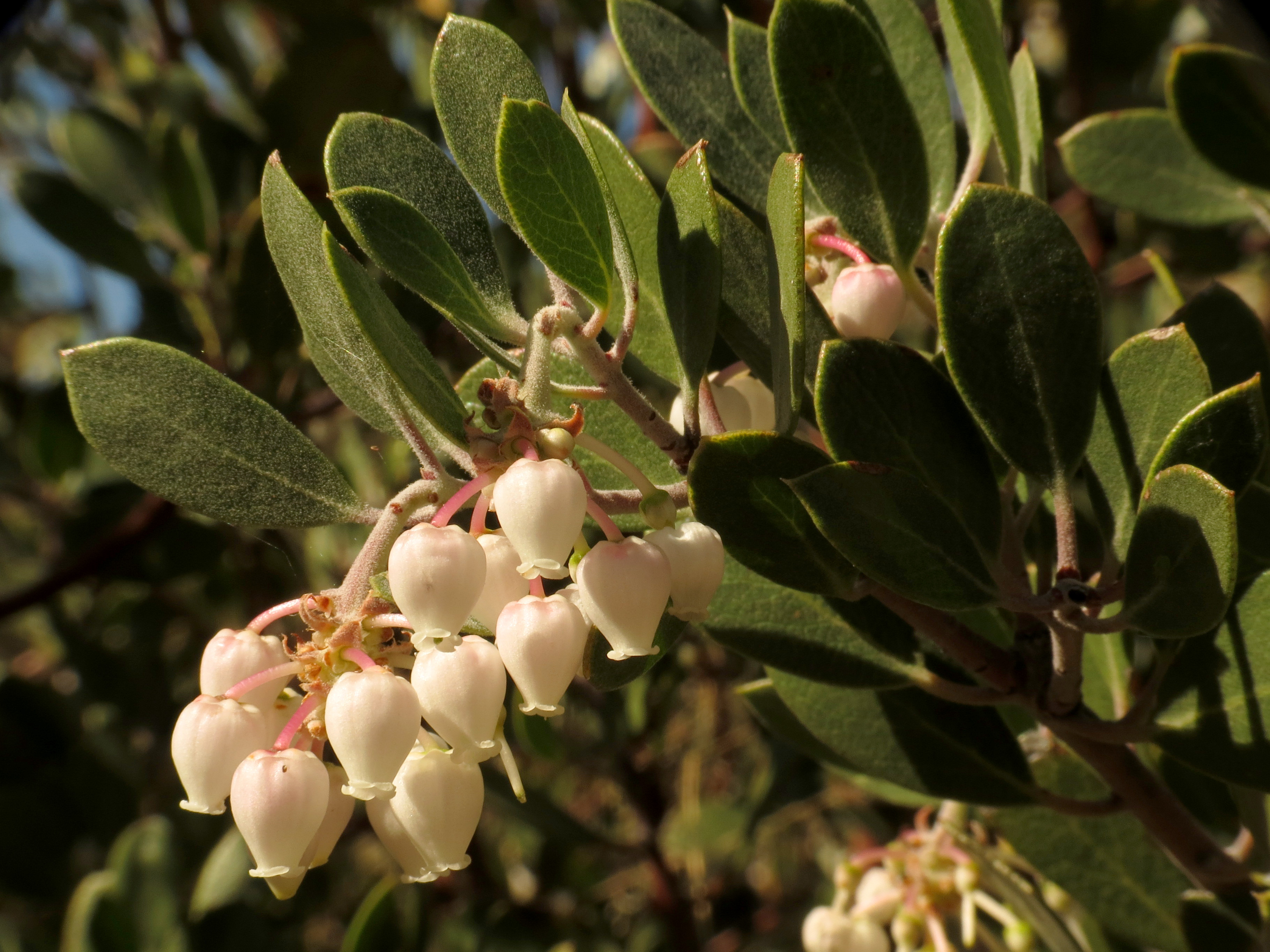 Manzanita - Flickr - treegrow