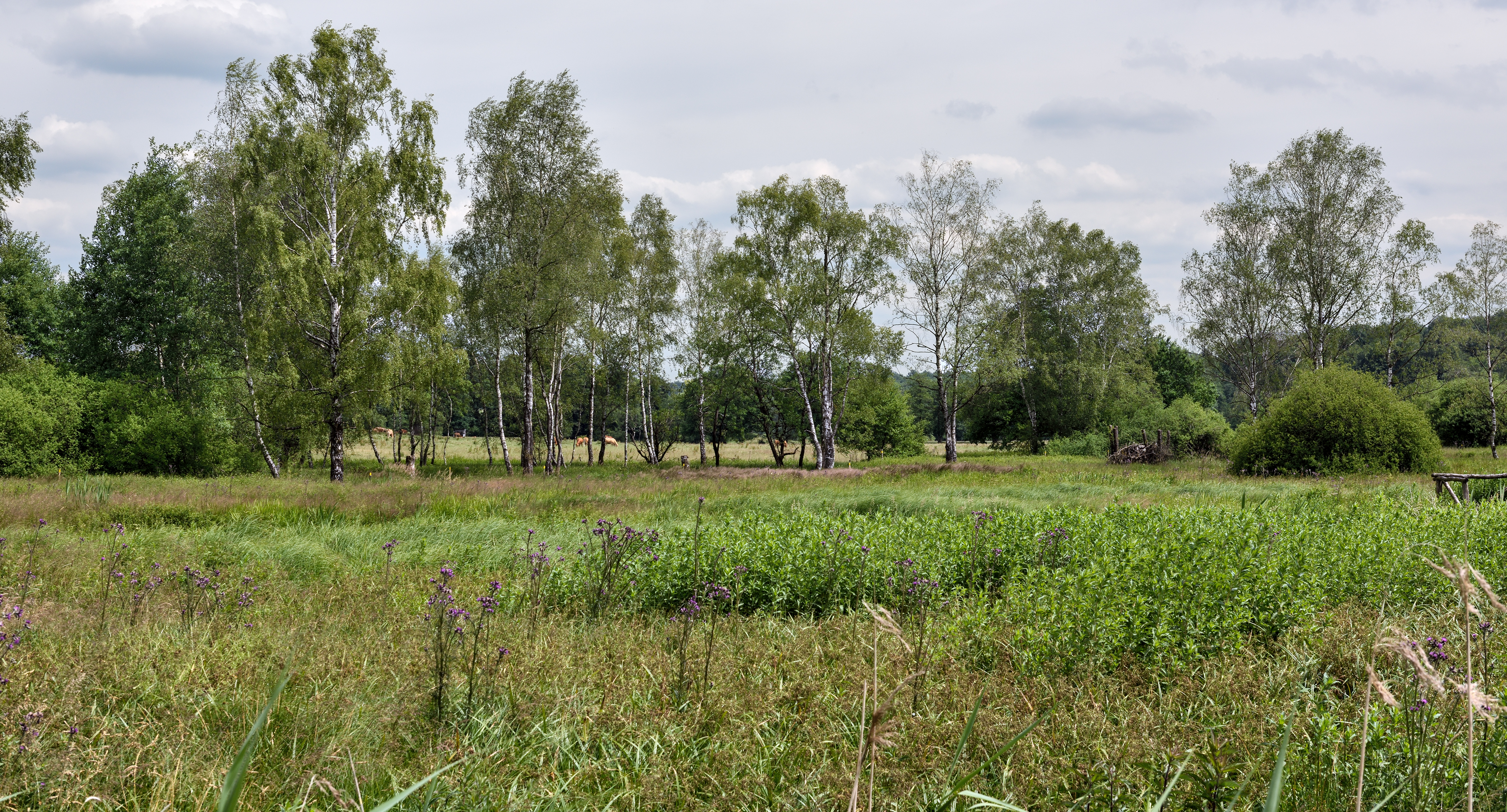 Marais de Grendel 2015-1