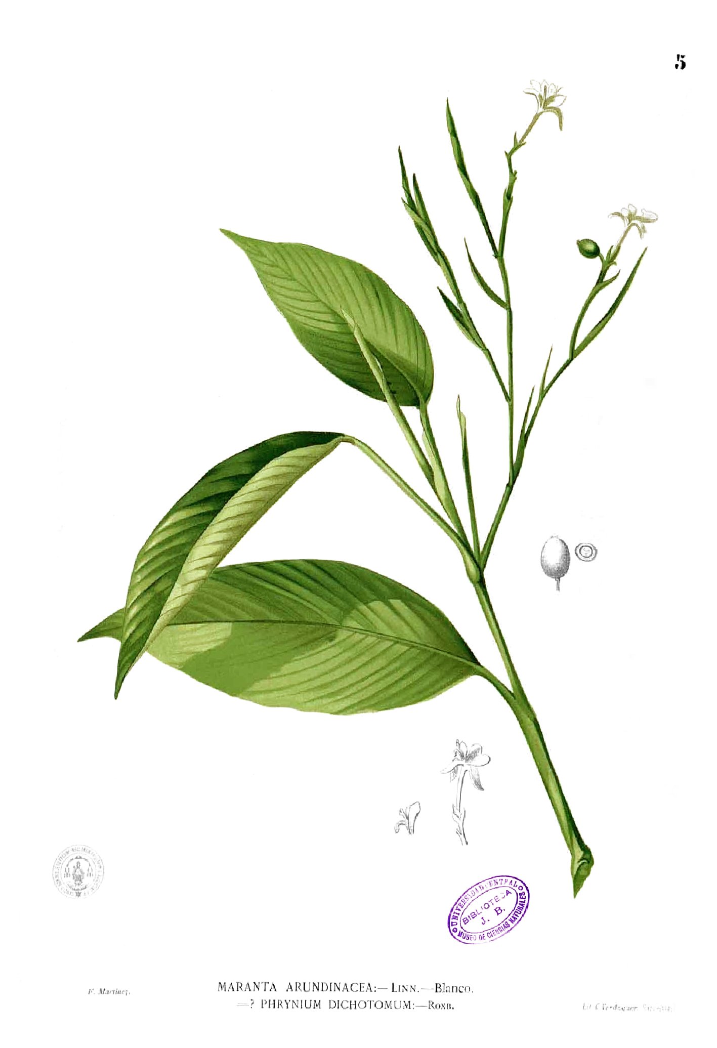 Maranta sp Blanco1.5