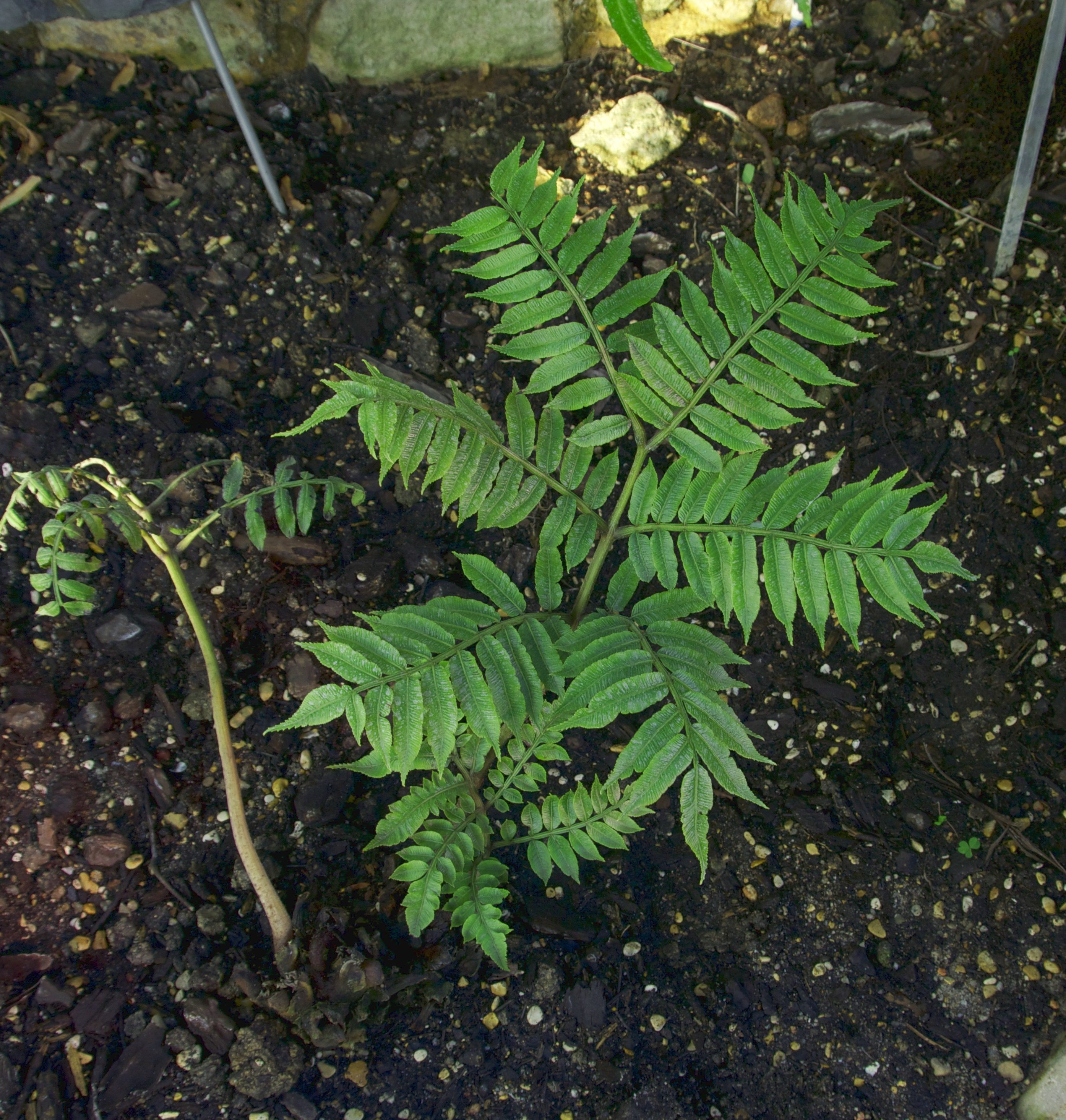 Marattia purpurascens JdP